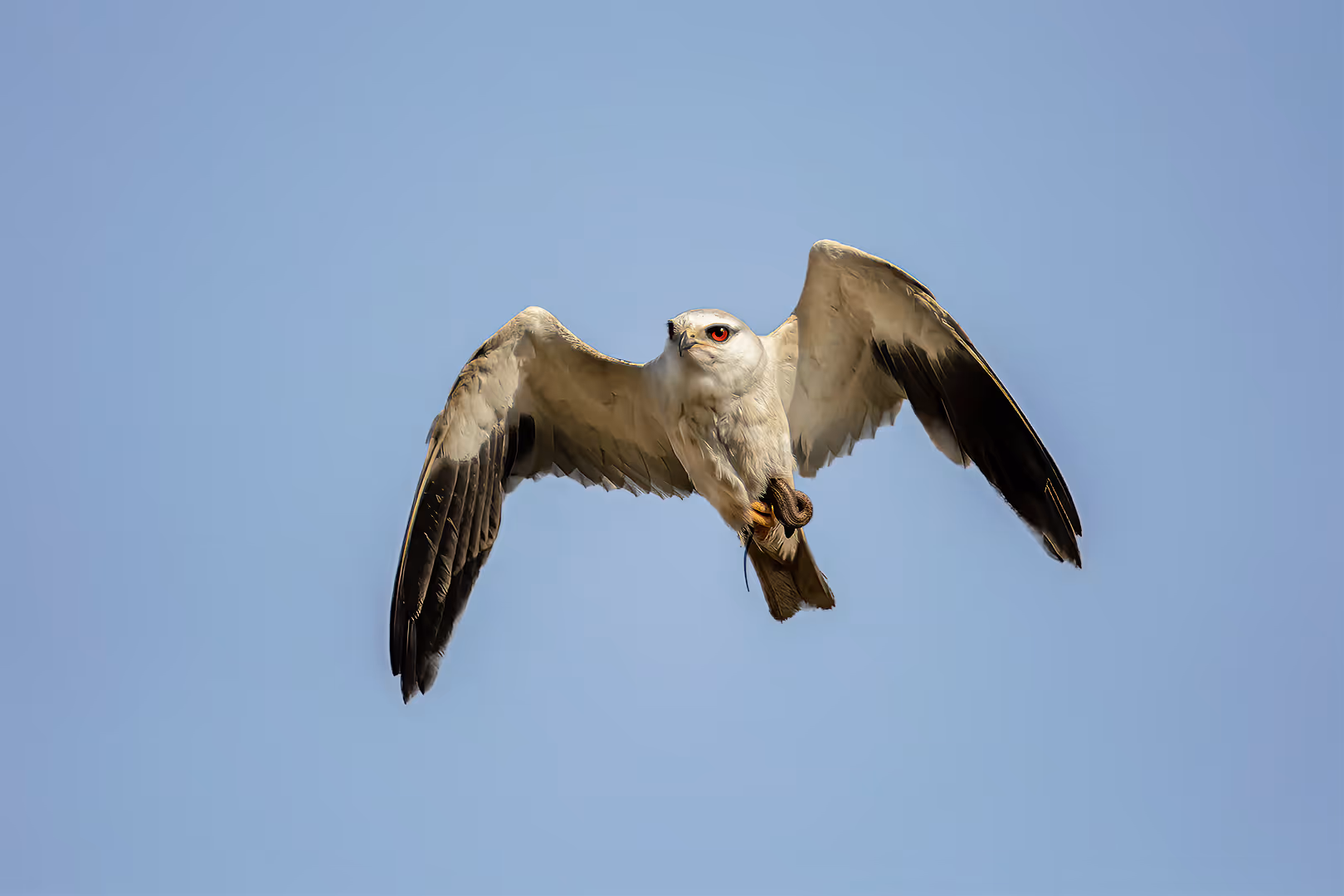 דאה שחורת כתף בתעופה עם זוחל