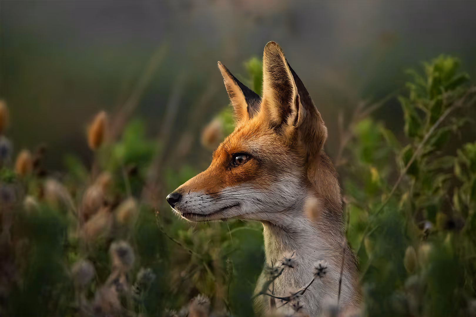 שועל מצוי בתקריב בין השיחים