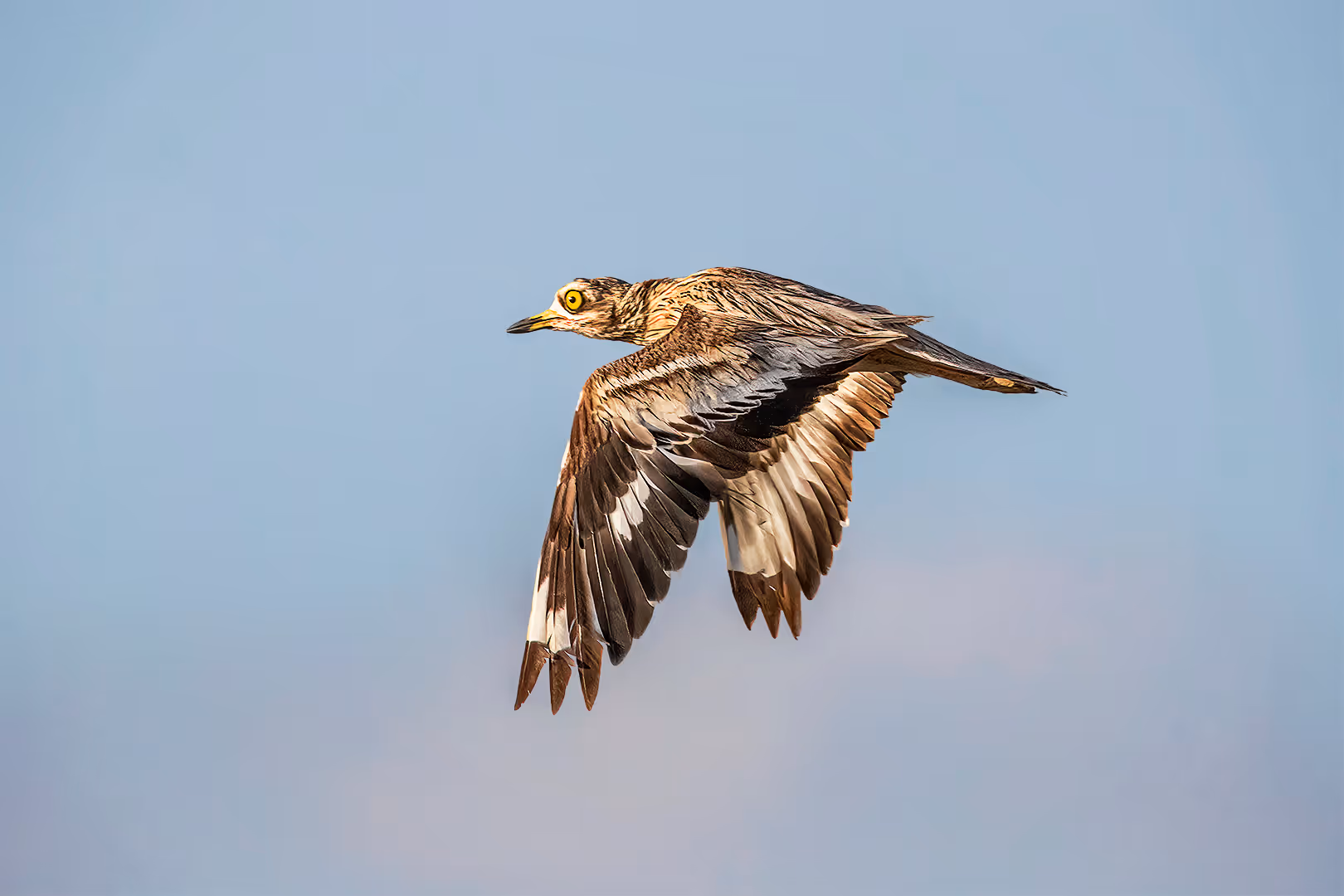 כרוון מצוי בתעופה