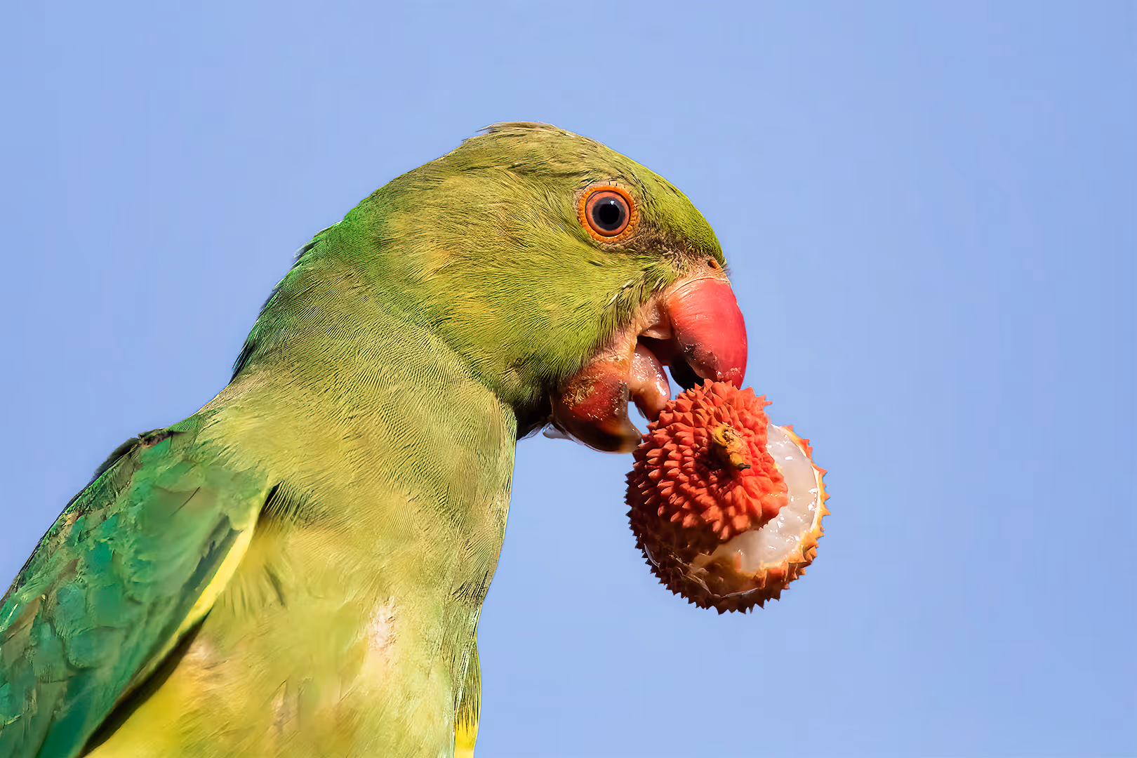 דררה אוכלת ליצ'י