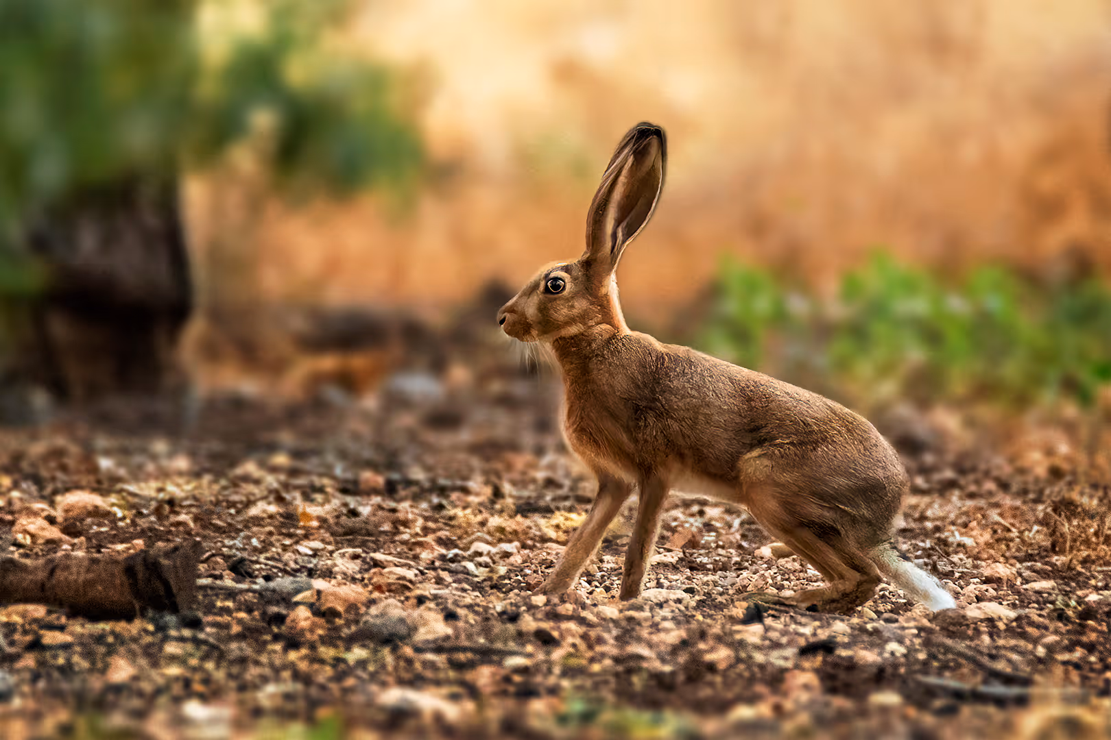 ארנבת מצויה בשדה