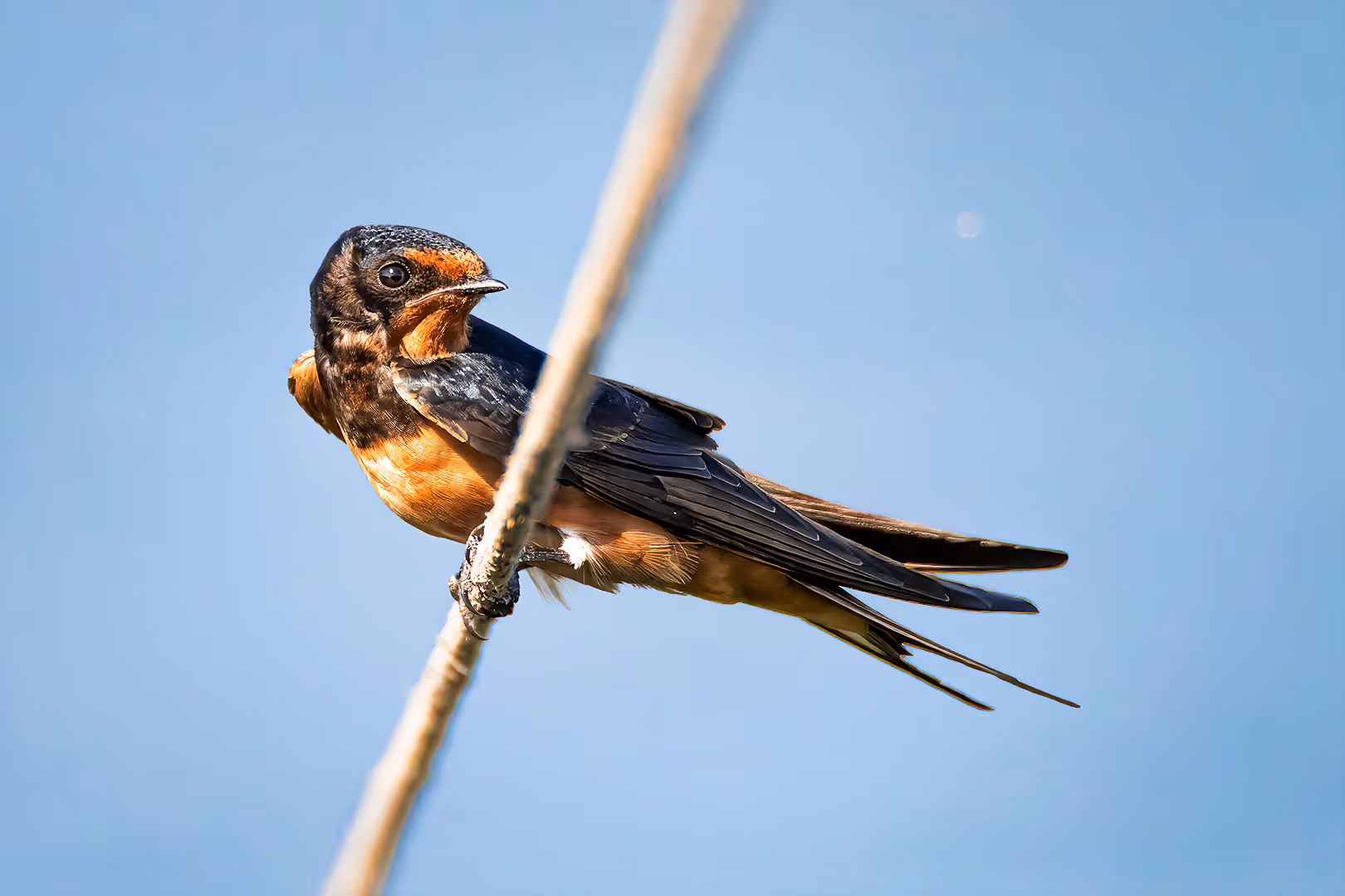 סנונית הרפתות על חוט
