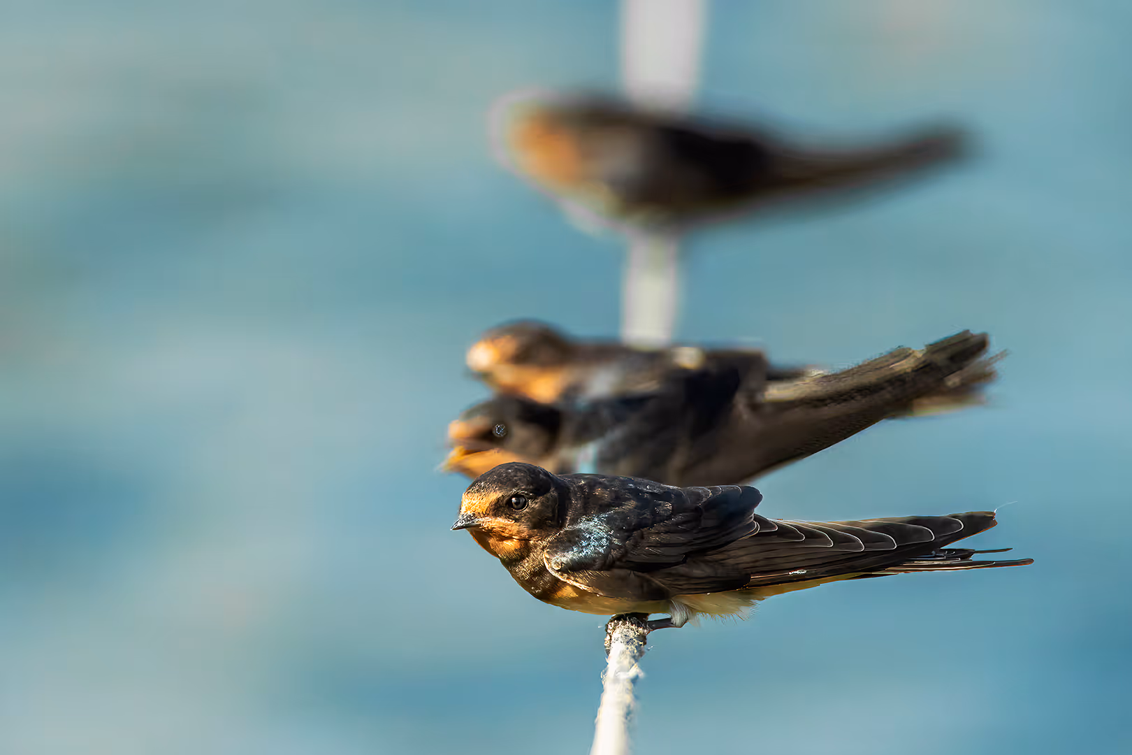 סנונית הרפתות על חוט בשורה