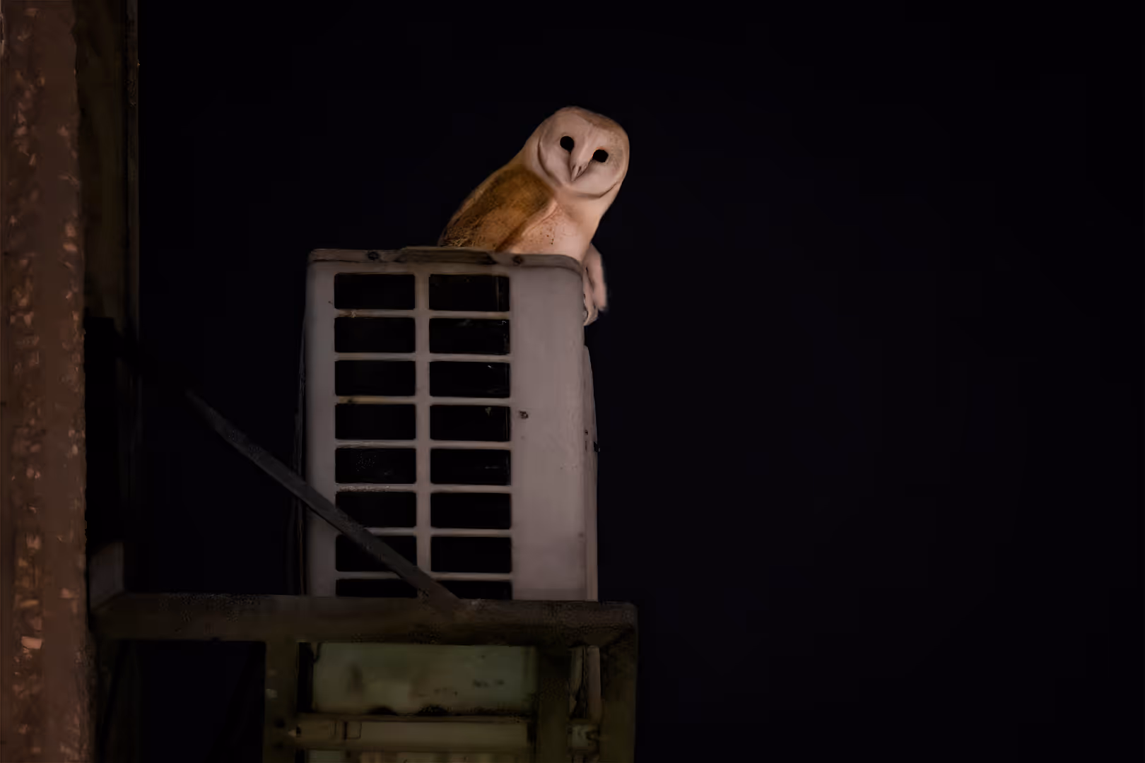 תנשמת לבנה על מזגן 