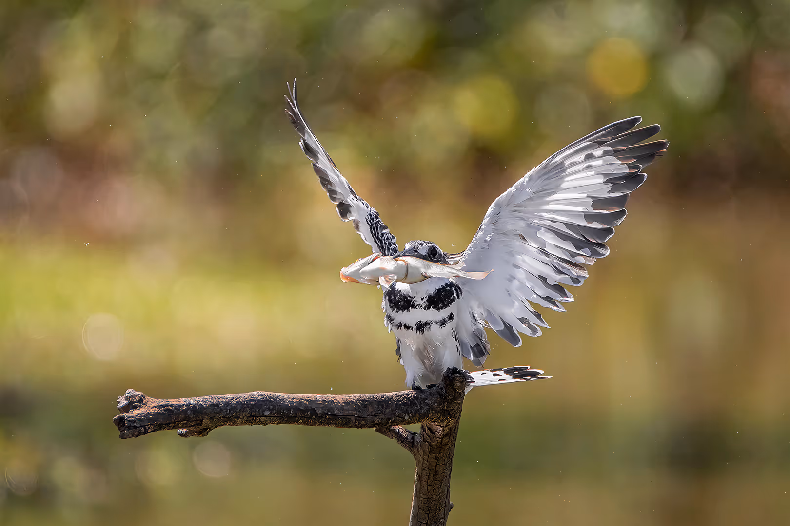 פרפור עקוד פורש כנפיים על ענף עם דג