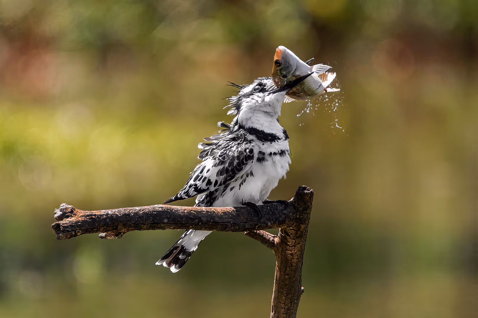 פרפור עקוד על ענף עם דג