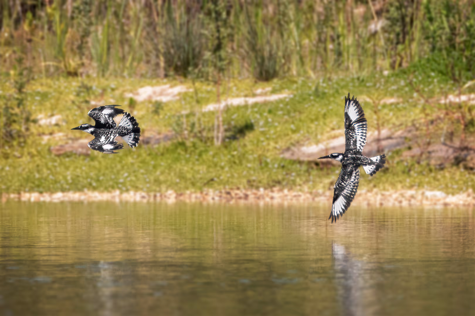 מרדף פרפורים עקודים