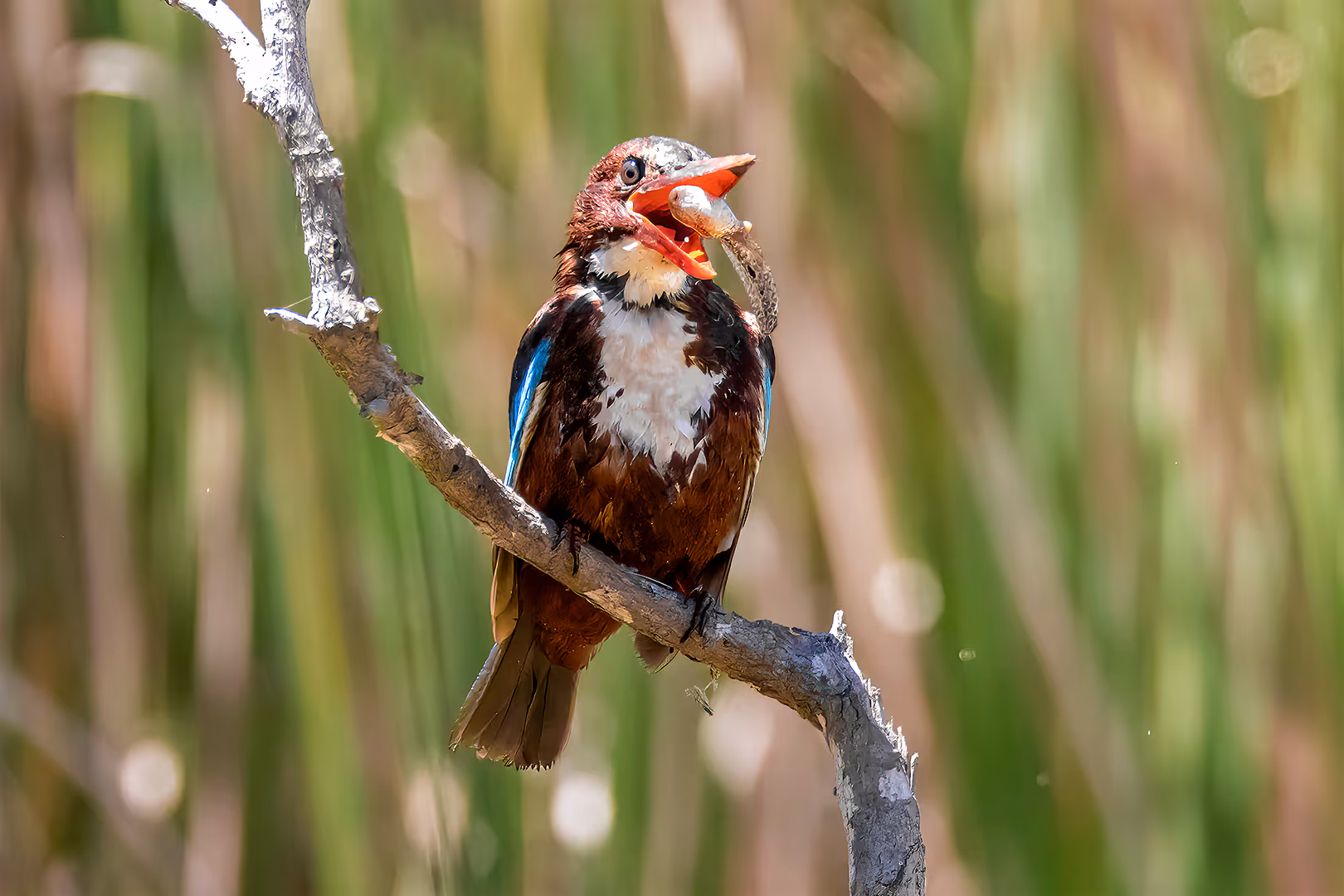 שלדג לבן חזה מקפיץ ראשן על ענף