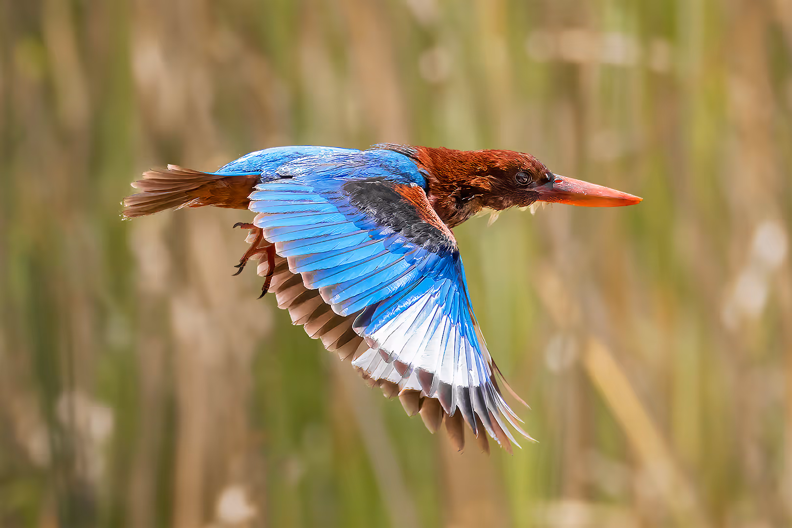 שלדג לבן חזה בתעופה