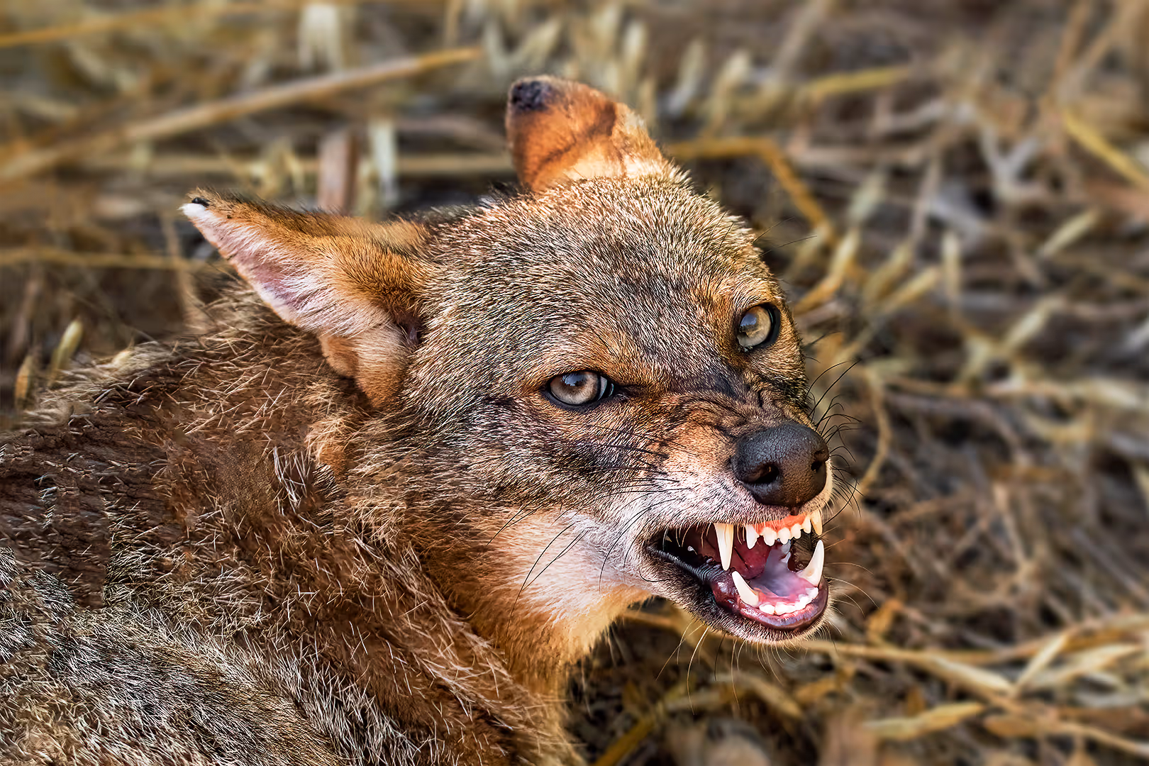 תן זהוב חושף שיניים מקרוב מדי