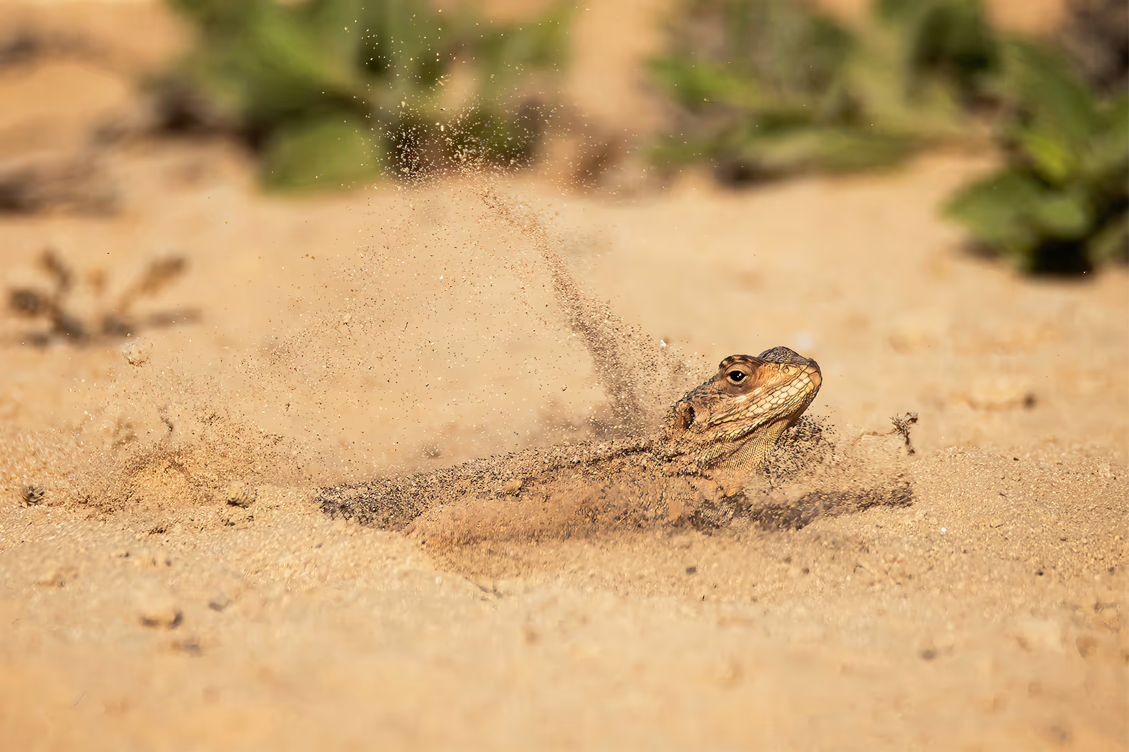 חרדון מצוי מתחפר בחול