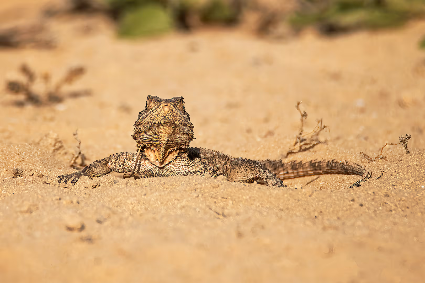 חרדון מצוי מביט למצלמה