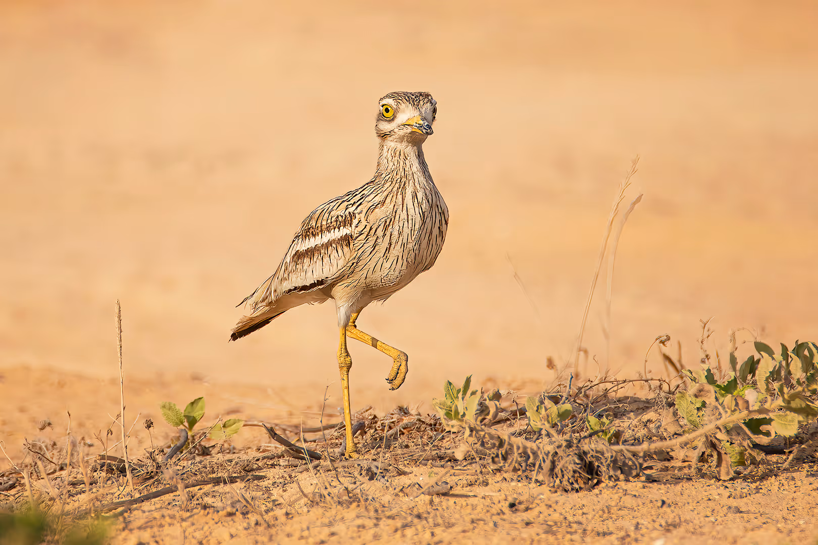 כרוון מצוי על רגל אחת
