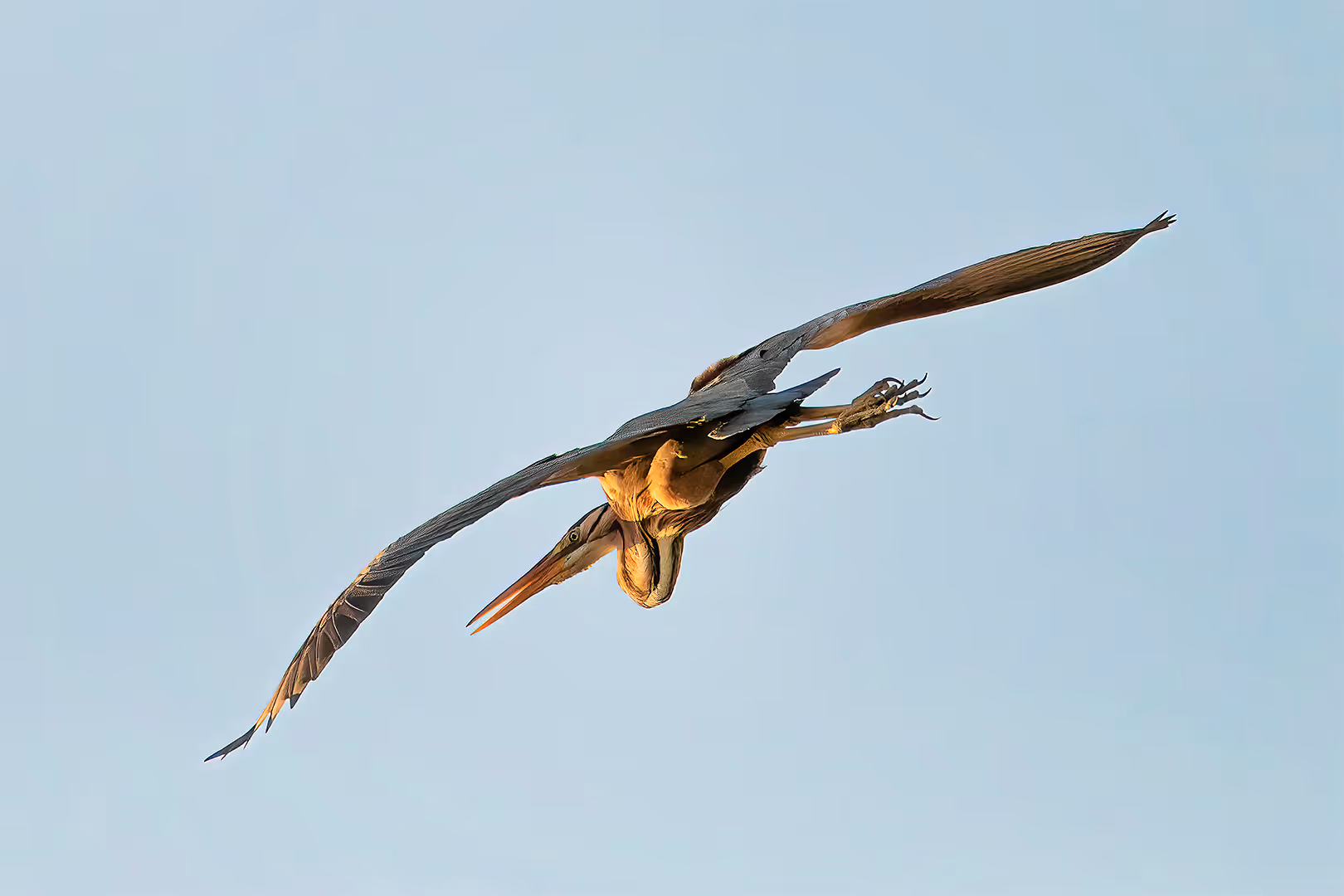 אנפה ארגמנית בתעופה