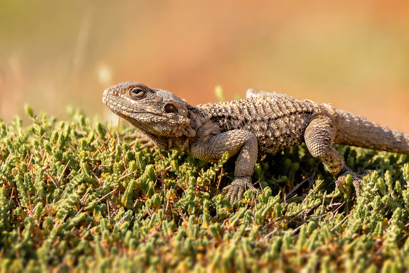 חרדון מצוי בתקריב