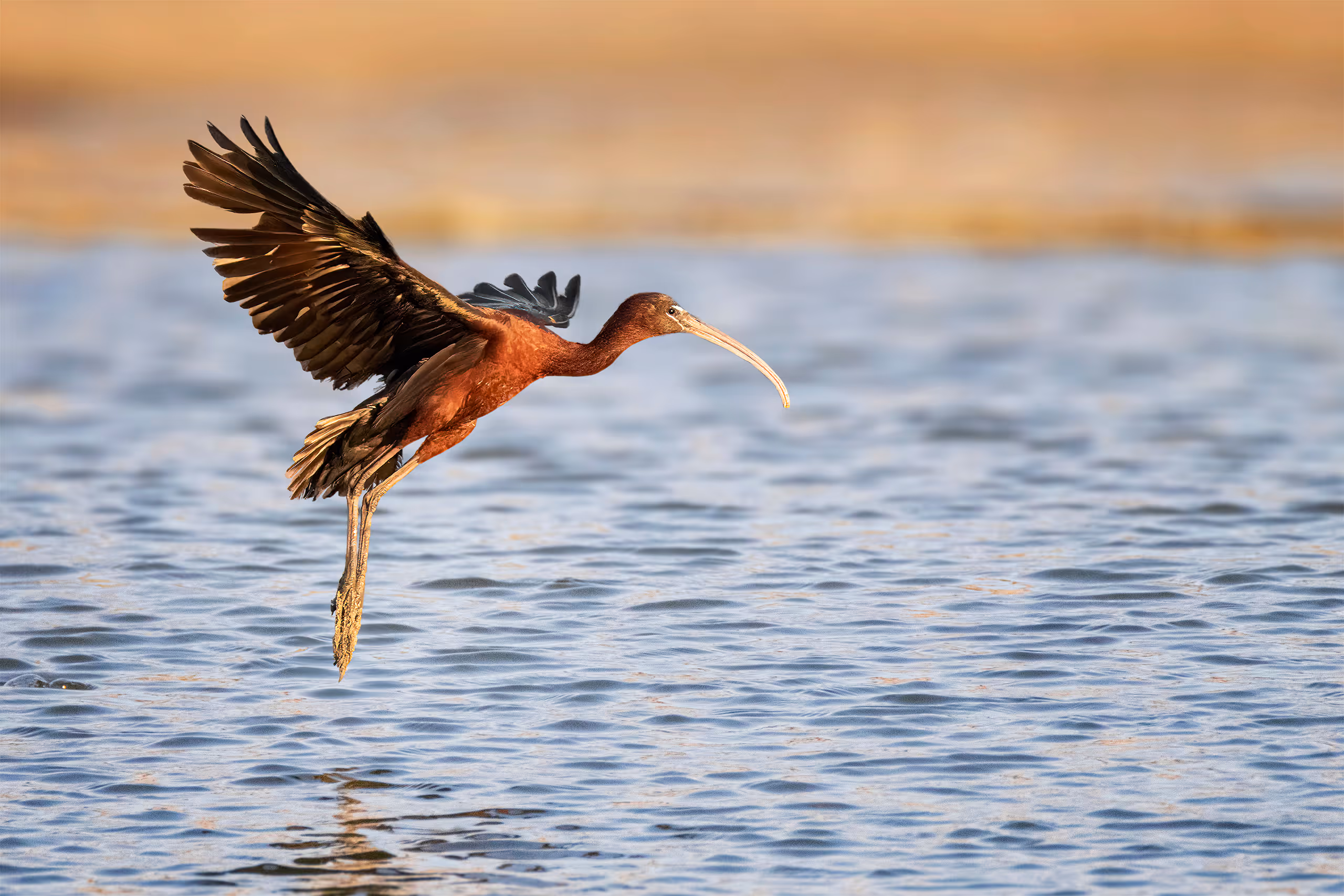 מגלן חום ממריא מהמים