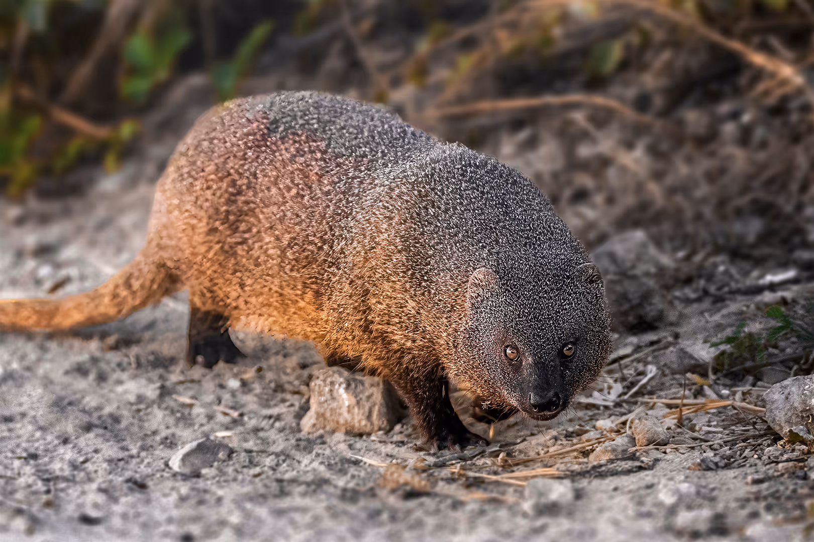נמייה מצויה מביטה למצלמה