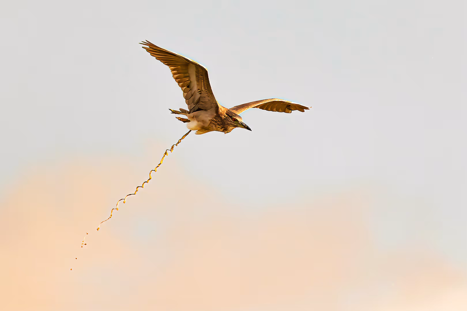 אנפת לילה צעירה משחררת מטען