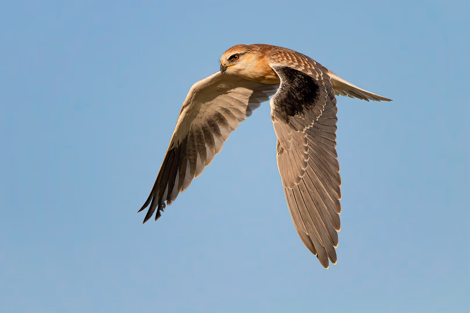 דאה שחורת כתף צעירה בתעופה