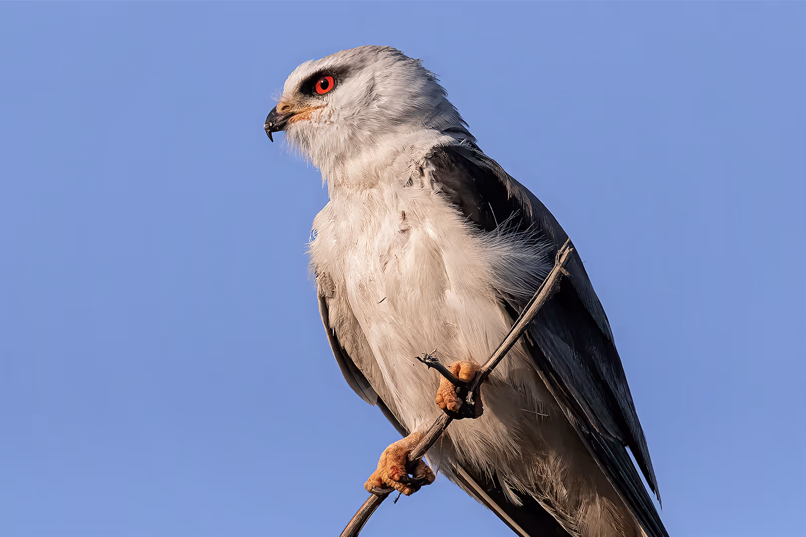דאה שחורת כתף על ענף בתקריב
