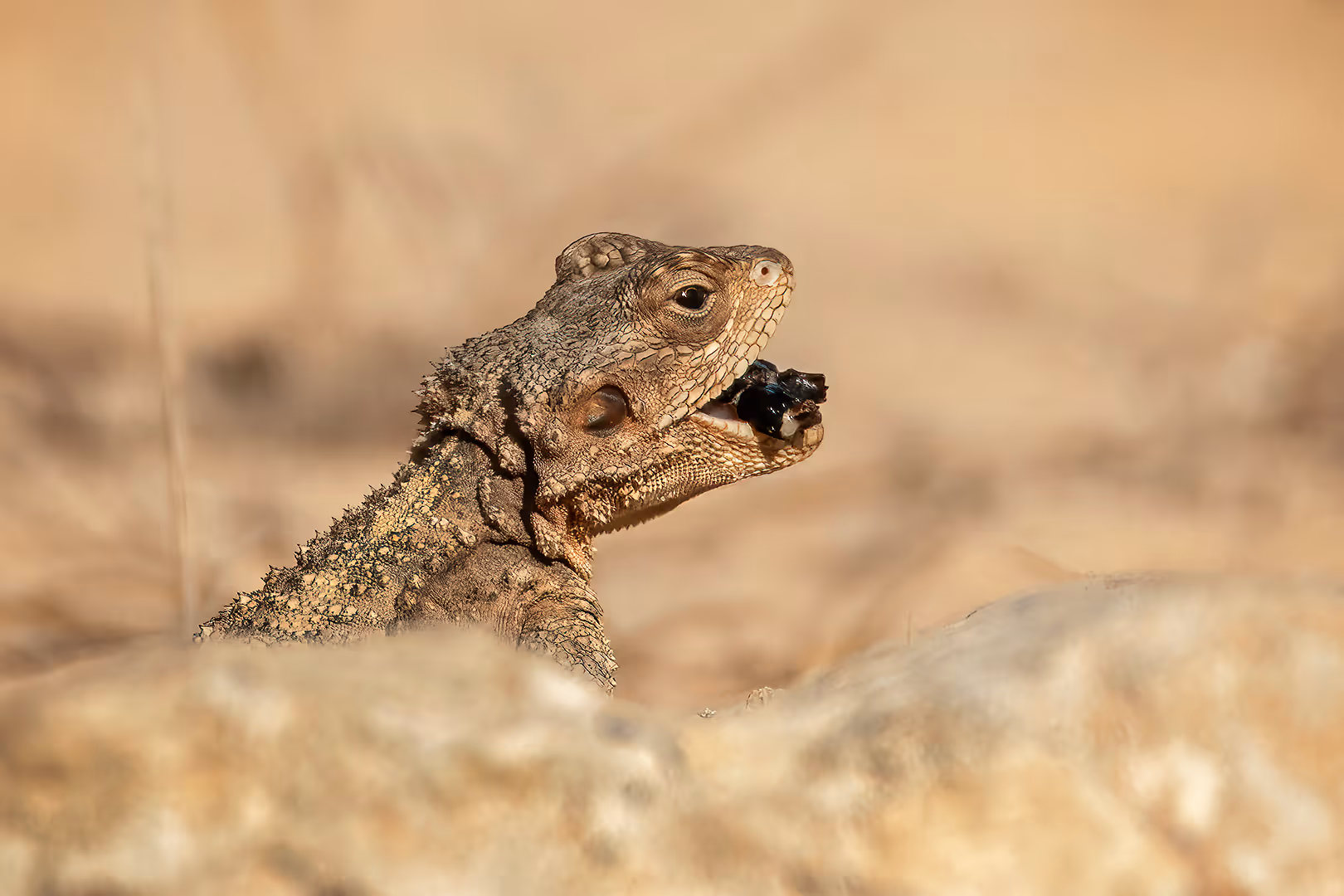 חרדון מצוי לועס חיפושית בתקריב