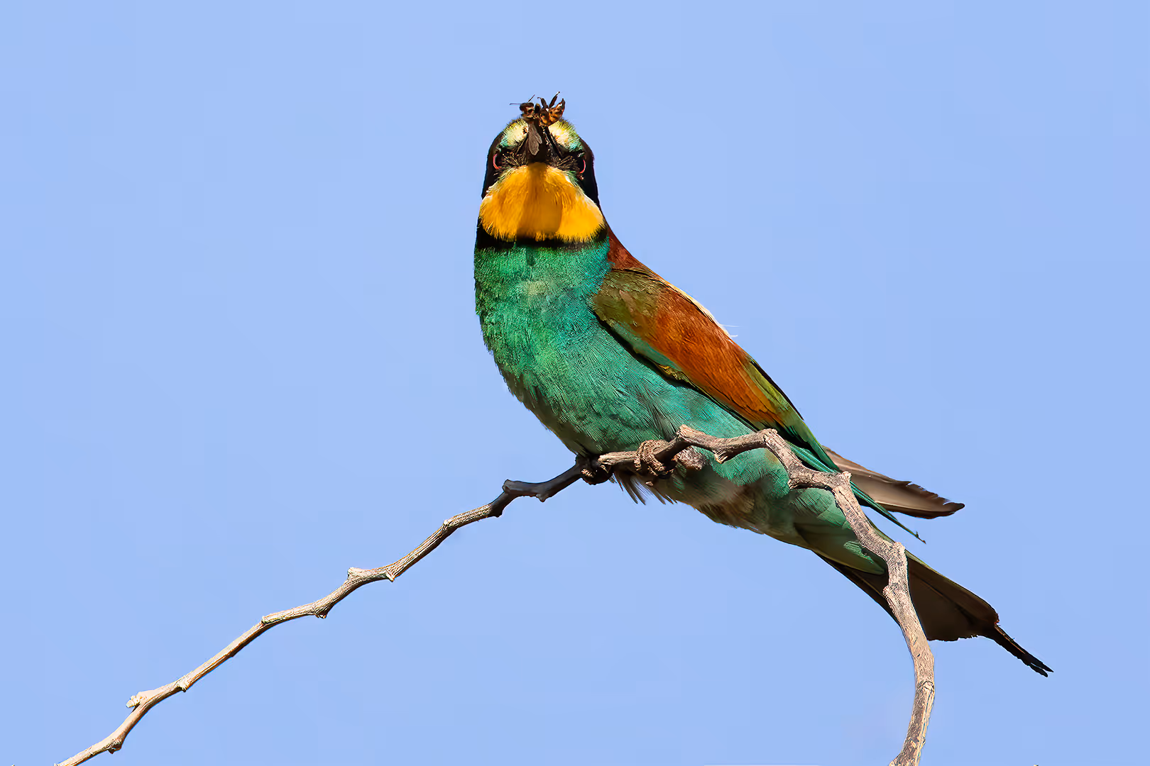 שרקרק מצוי אוכל דבורה 