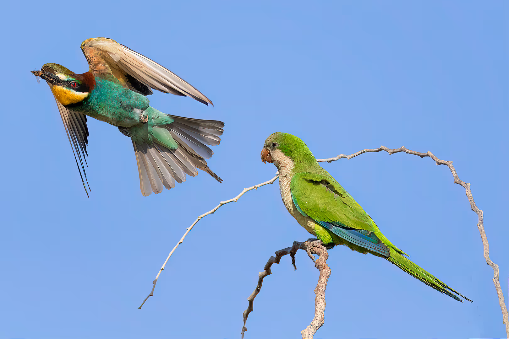 שרקרק מצוי עם דבורה בתעופה ותוכי נזירי מתבונן