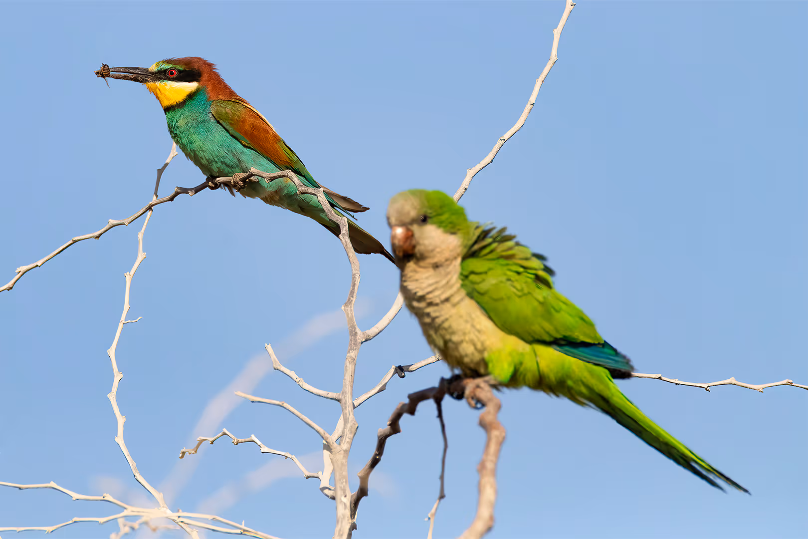 שרקרק מצוי עם דבורה ותוכי נזירי