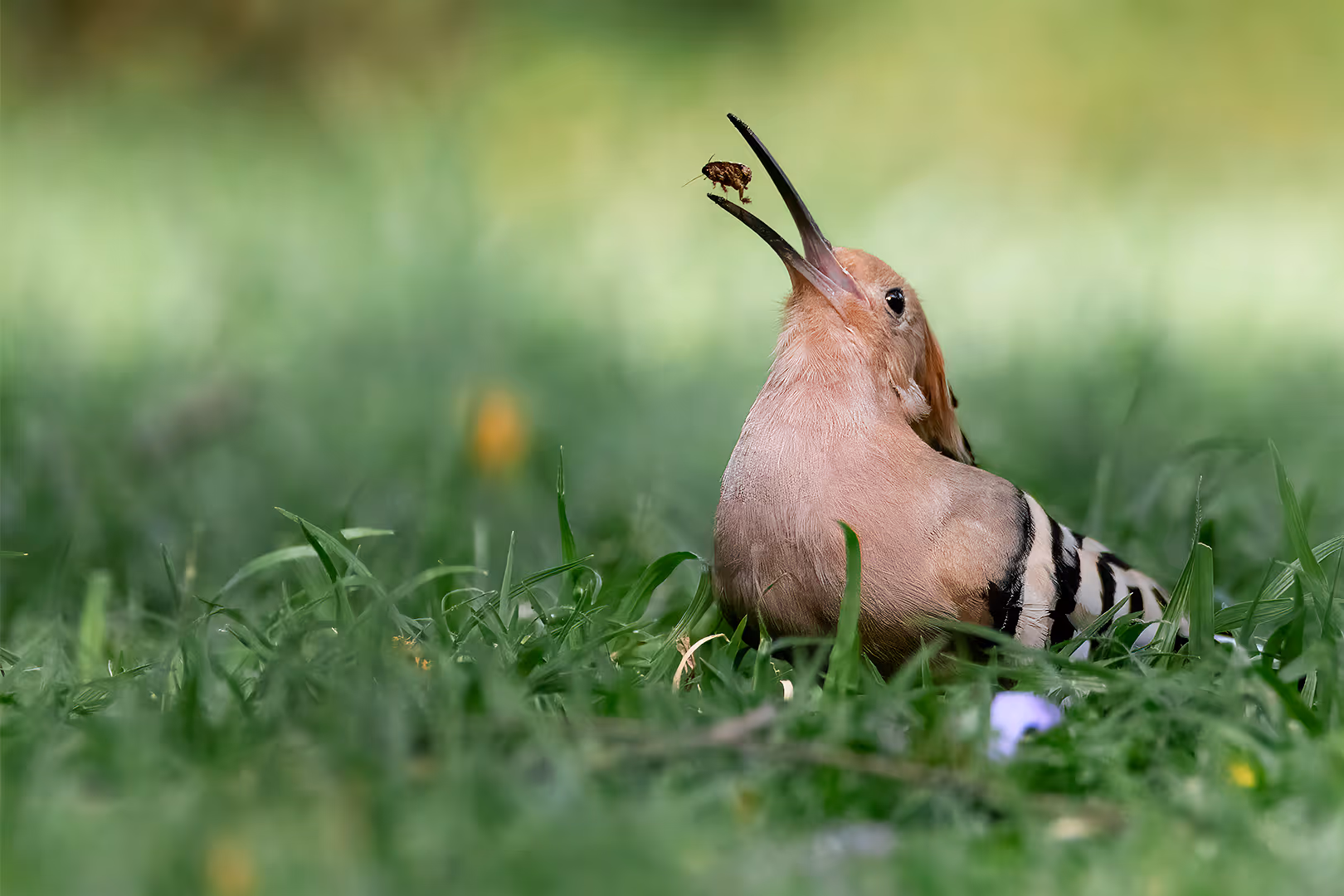 דוכיפת מקפיצה חרק בדשא