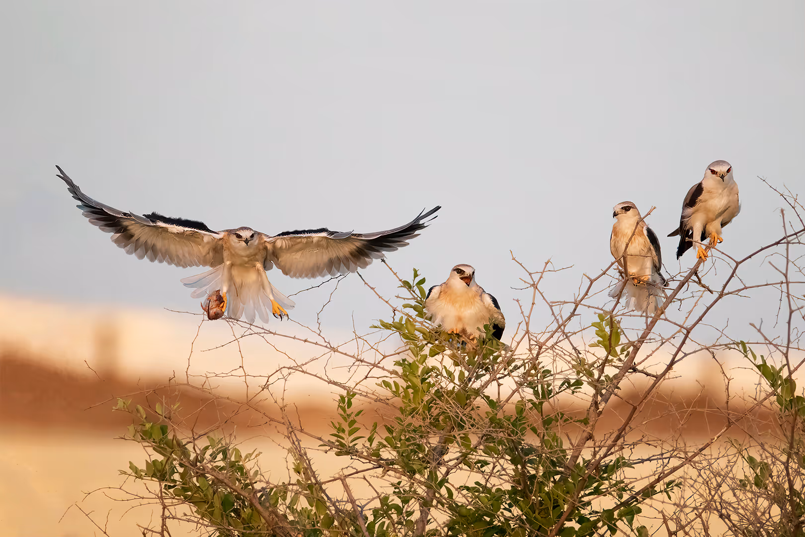 דאות שחורות כתף עם נברן