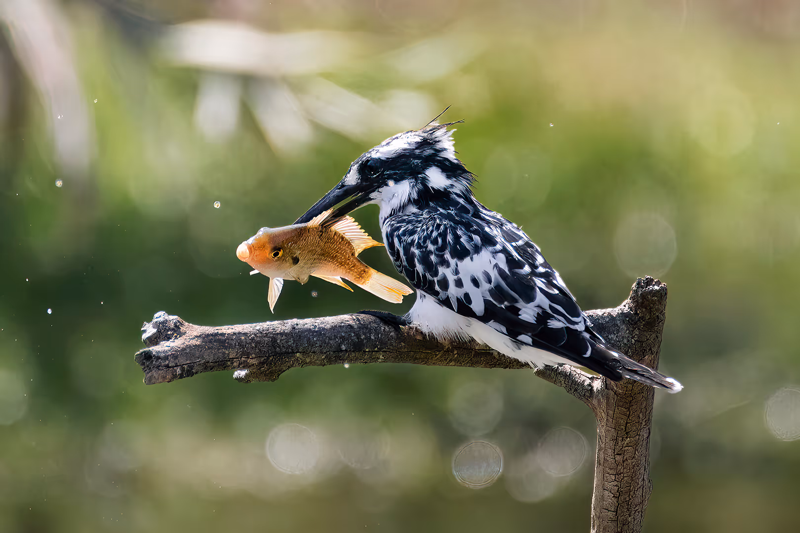 פרפור עקוד על ענף עם דג