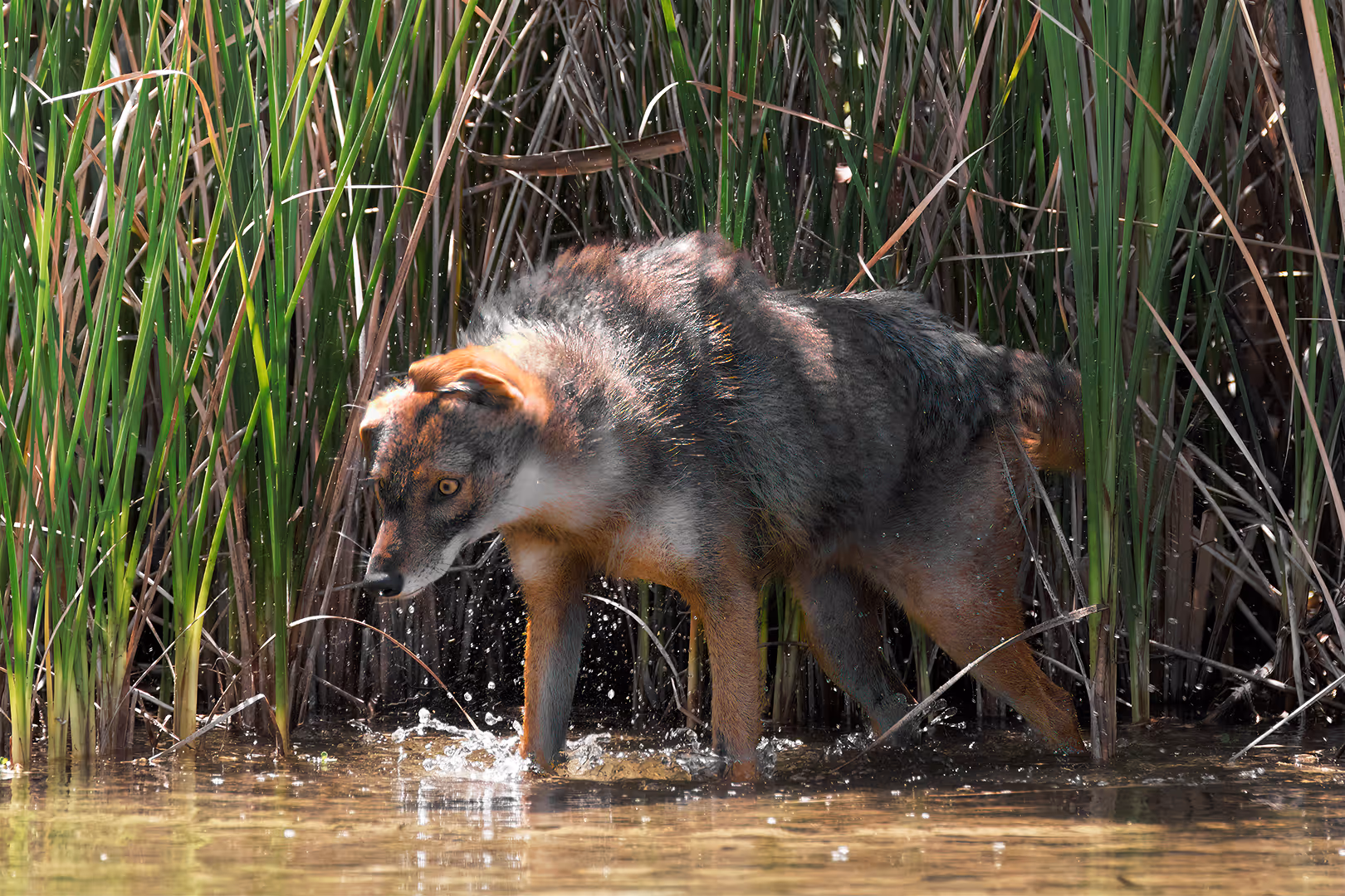 תן זהוב מתנער ממים
