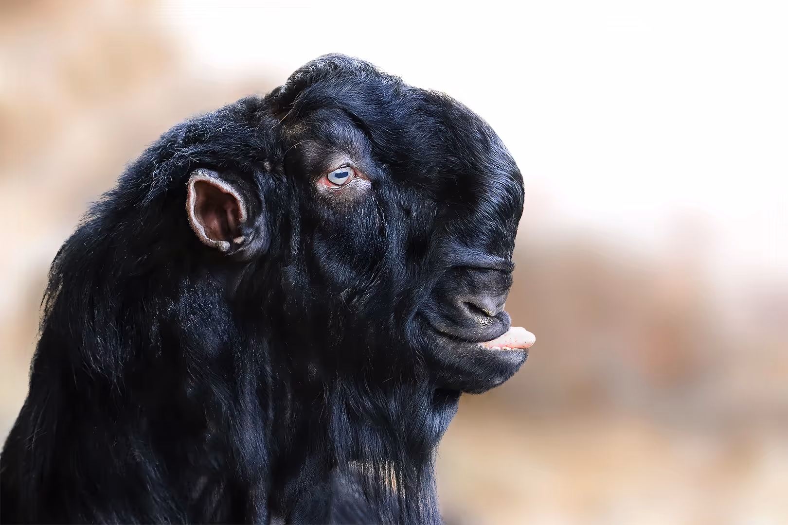תיש עם פרצוף נהדר