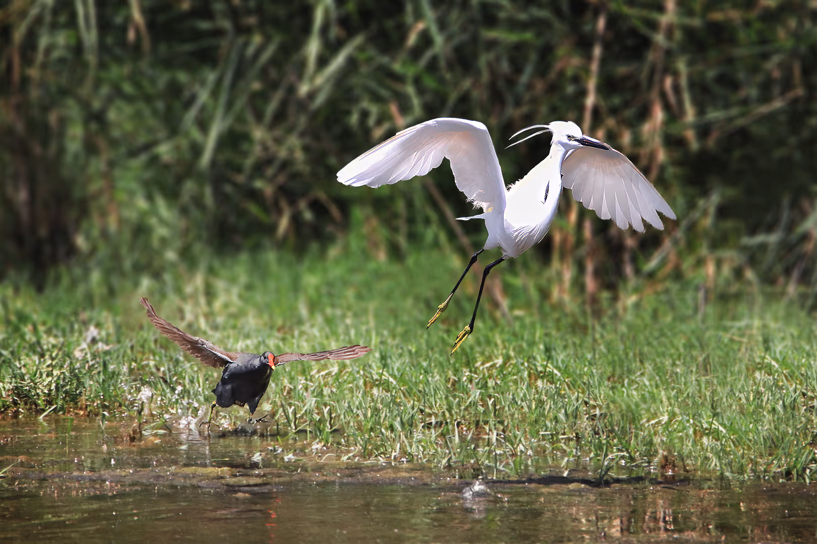סופית מצויה רודפת אחרי לבנית קטנה