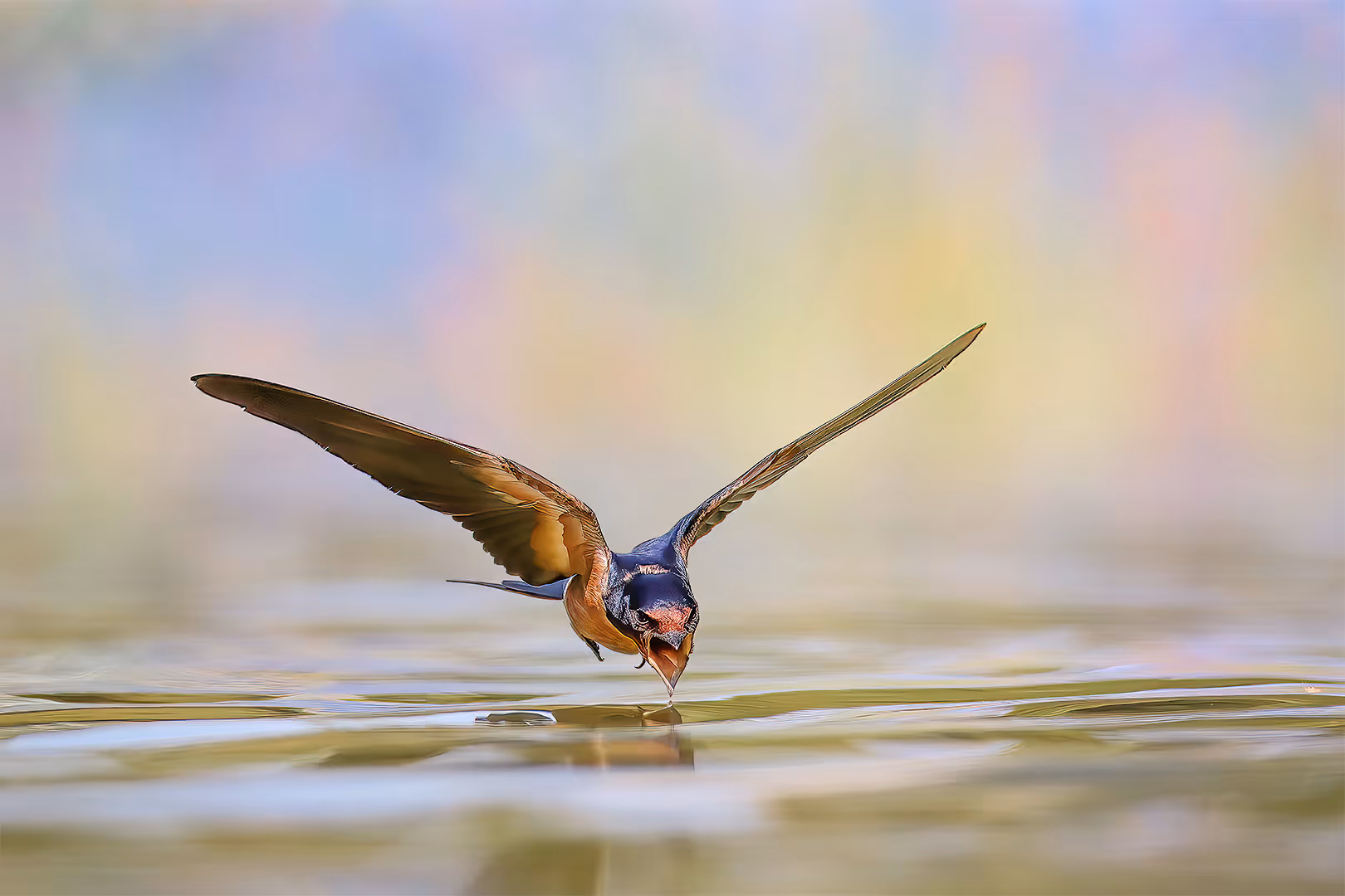 סנונית הרפתות שותה מים