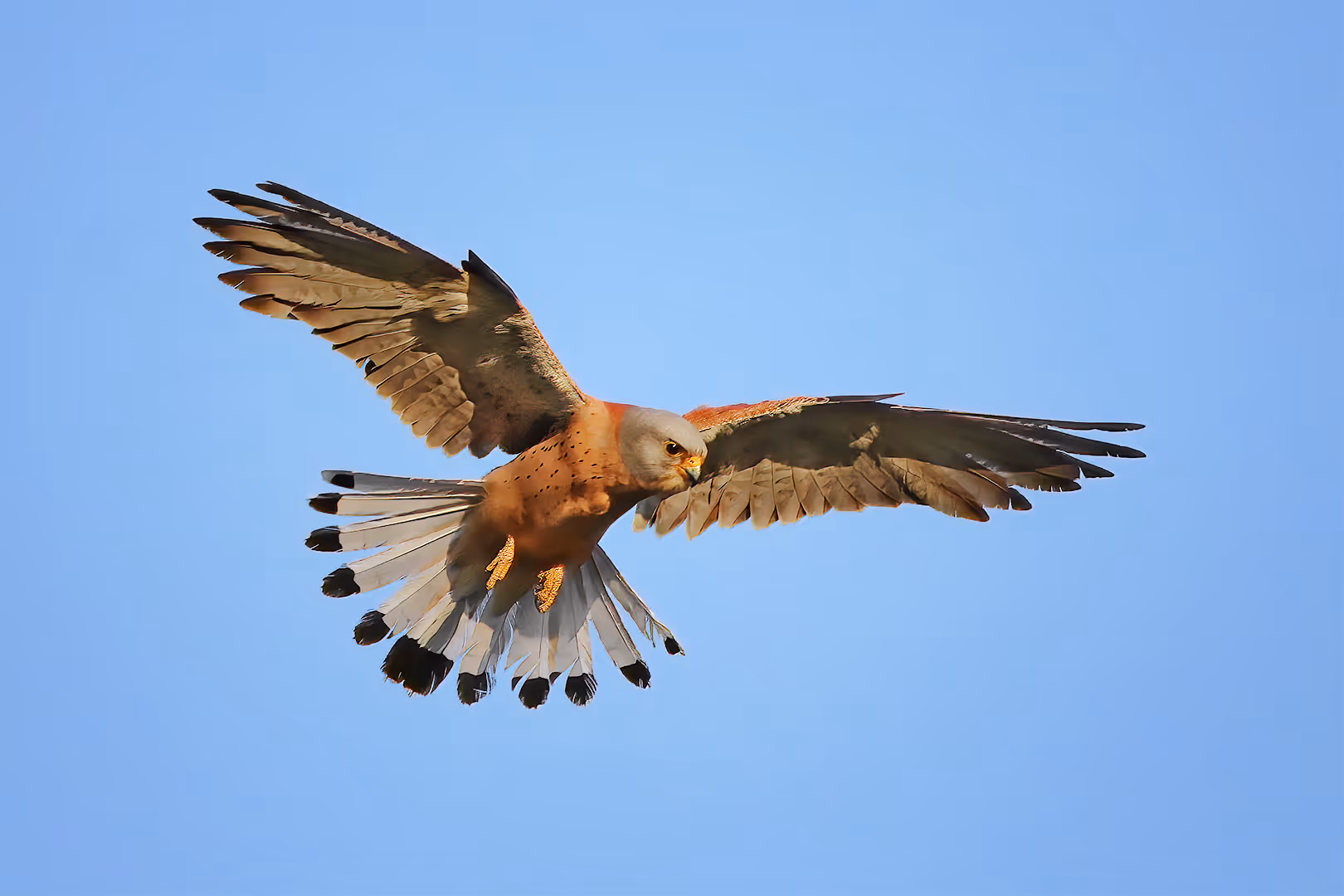 בז אדום בתעופה