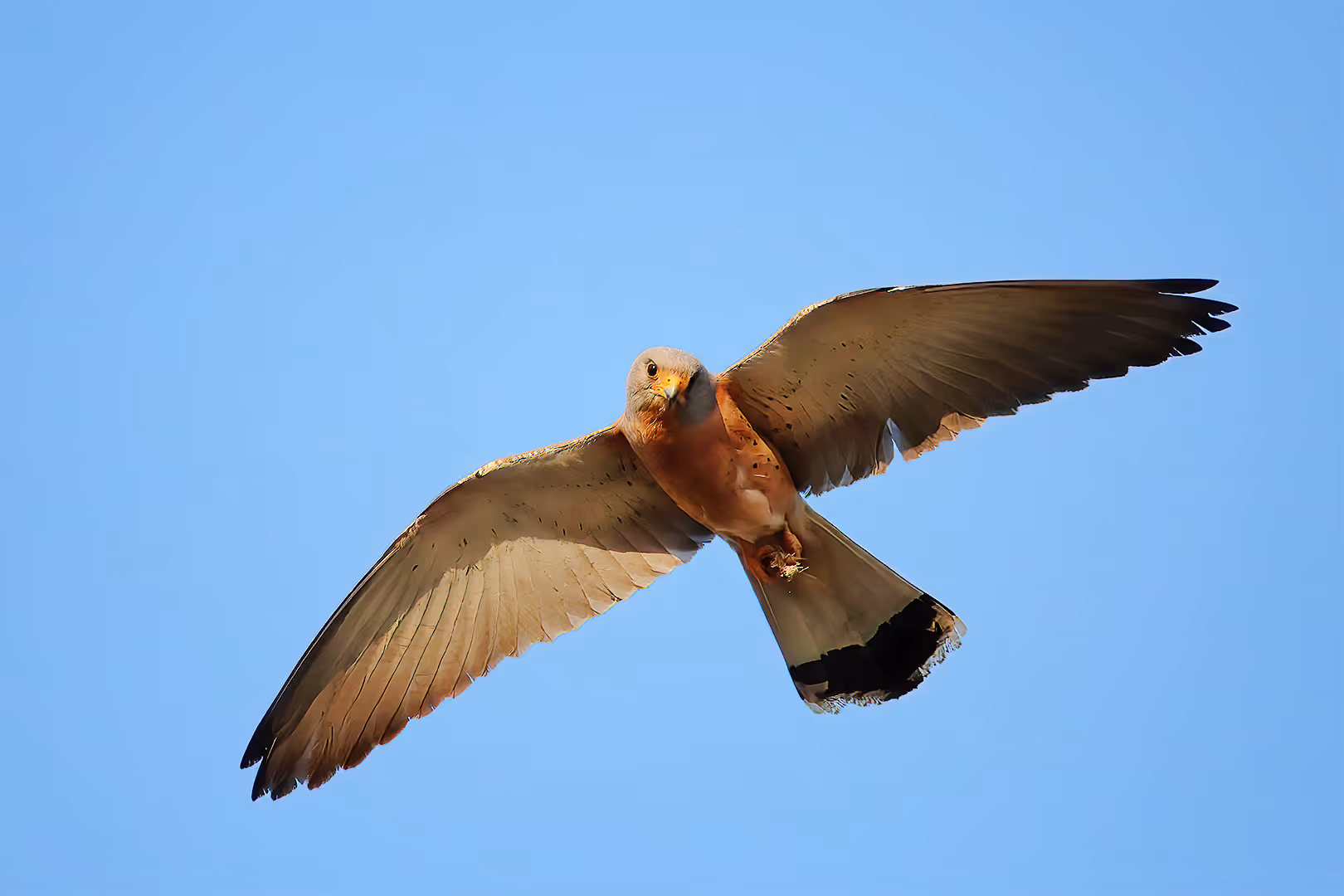בז אדום בתעופה עם חרק