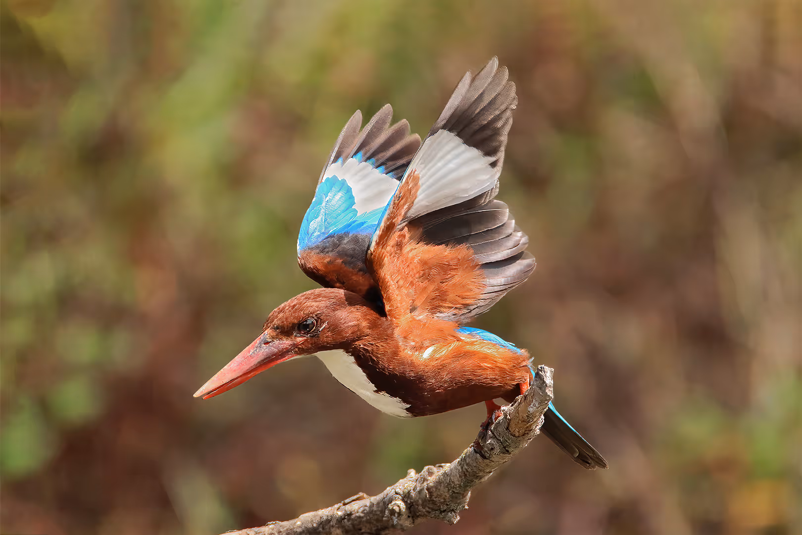 שלדג לבן חזה פורש כנפיים על ענף