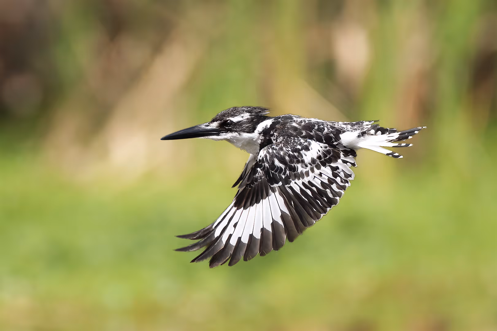 פרפור עקוד בתעופה
