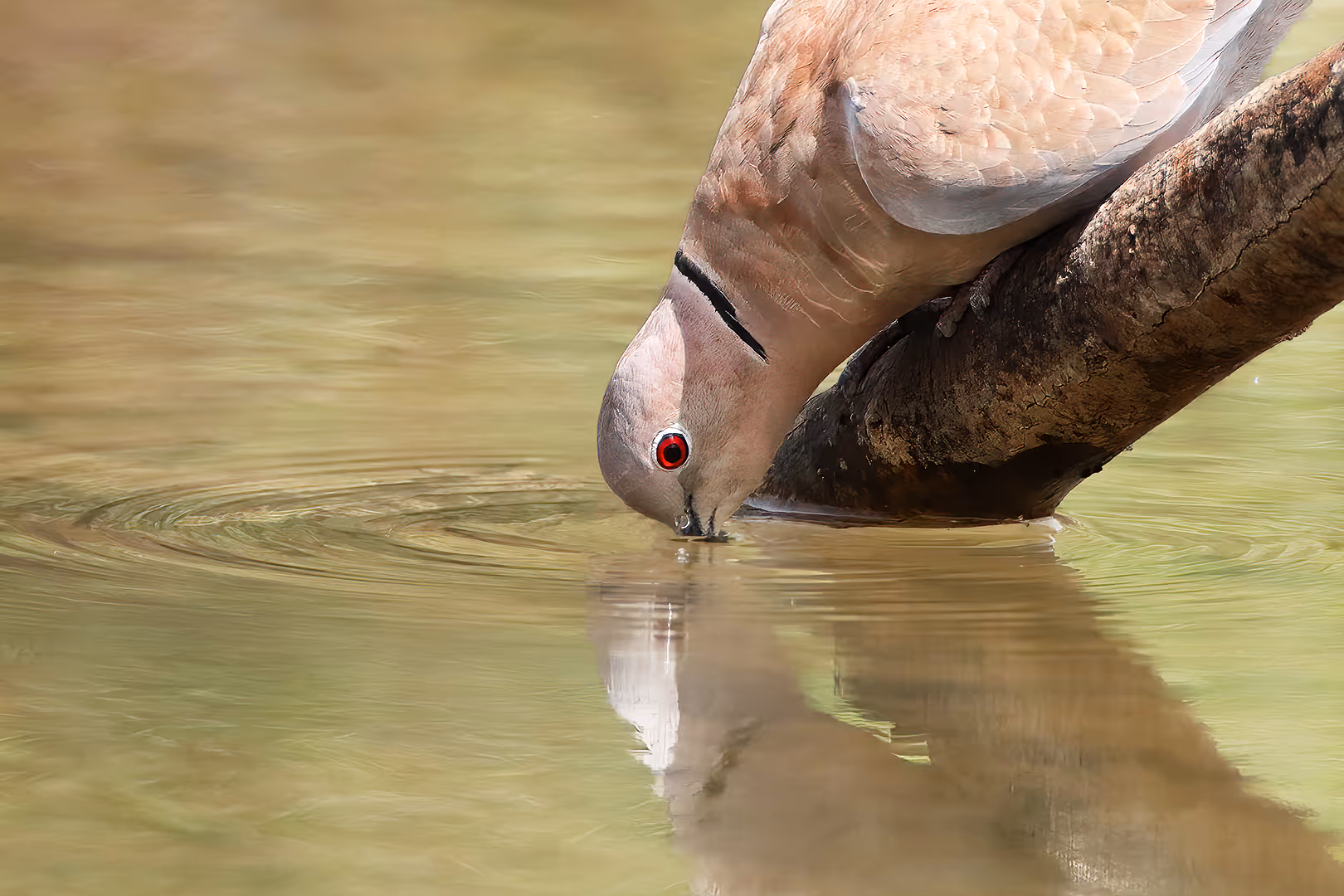תור צווארון שותה מים
