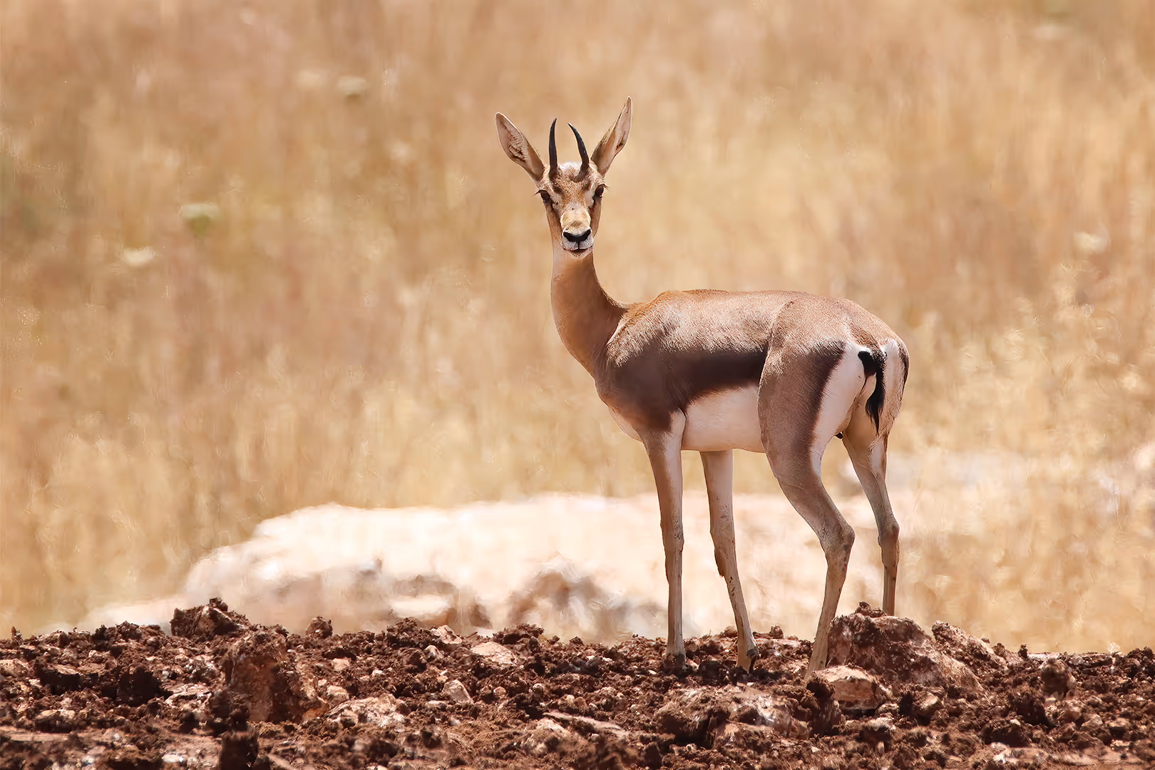 צבי ארץ ישראלי מביט לאחור