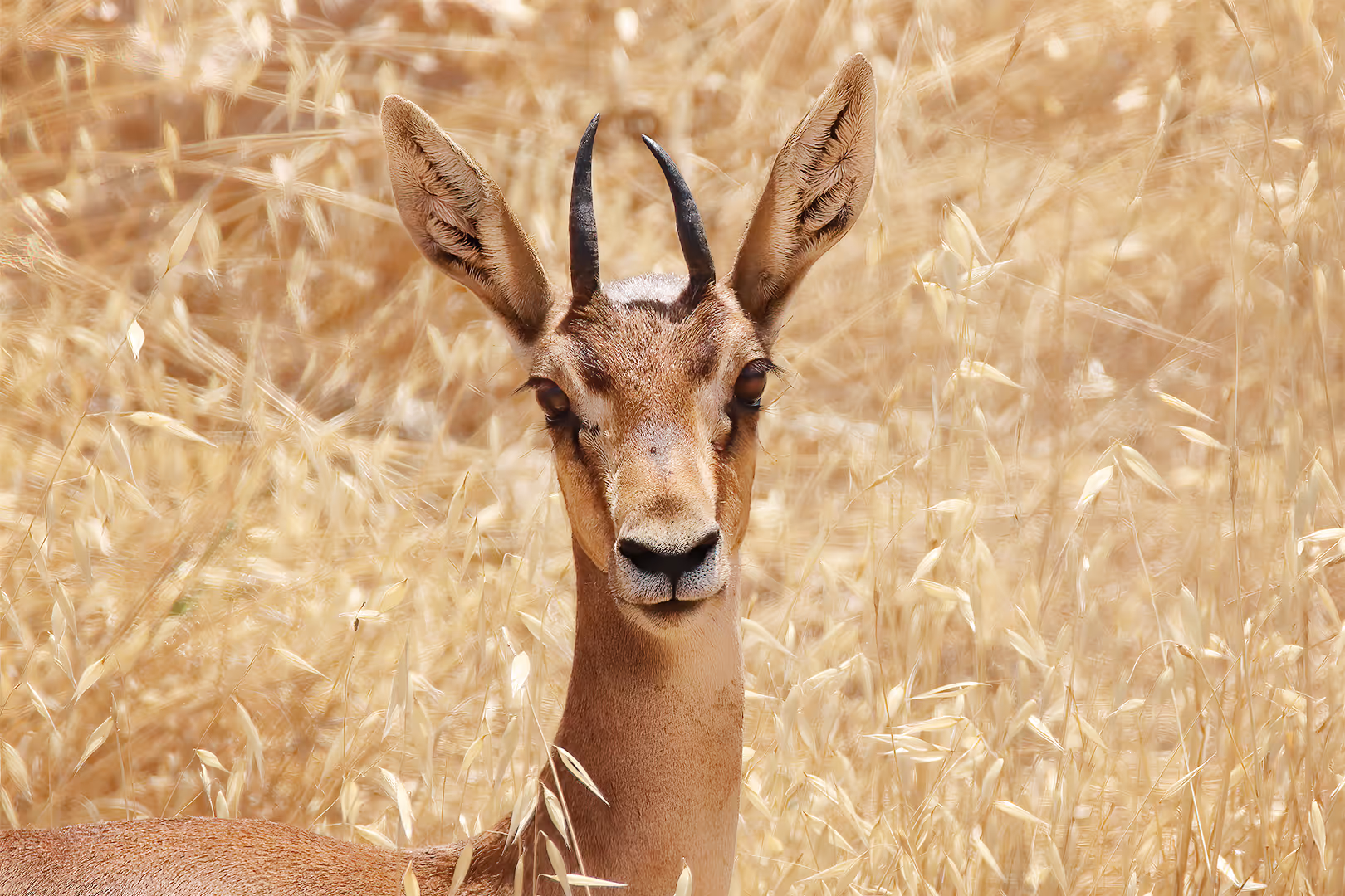 צבי ארץ ישראלי בתקריב