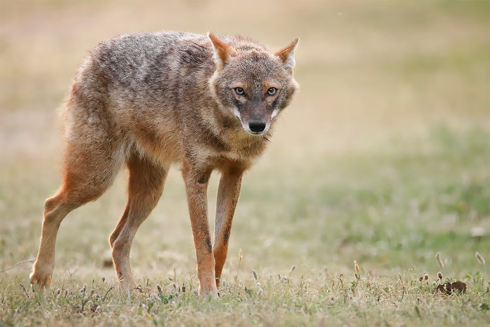 תן זהוב בפארק
