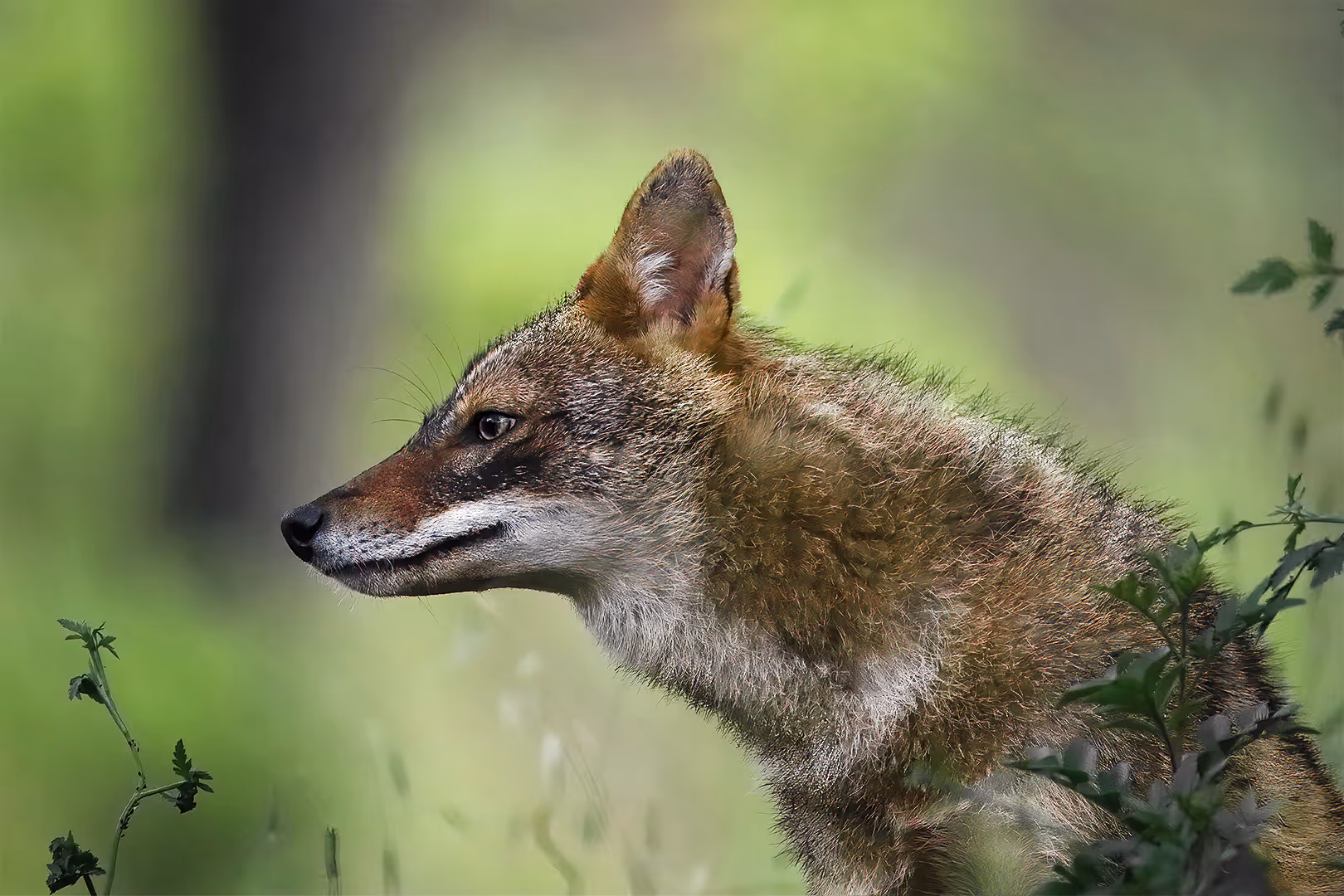 תן זהוב בתקריב