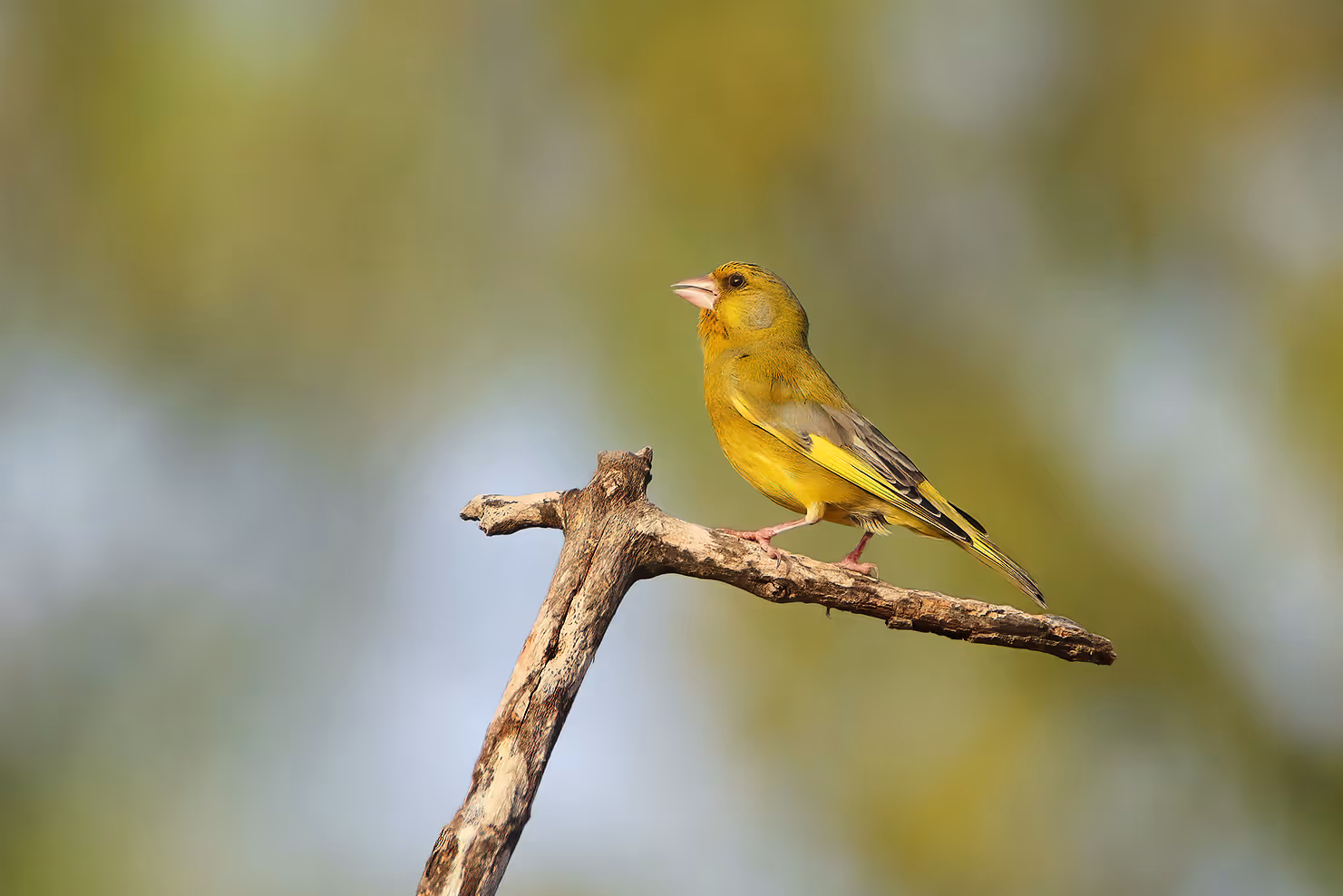 ירקון על ענף