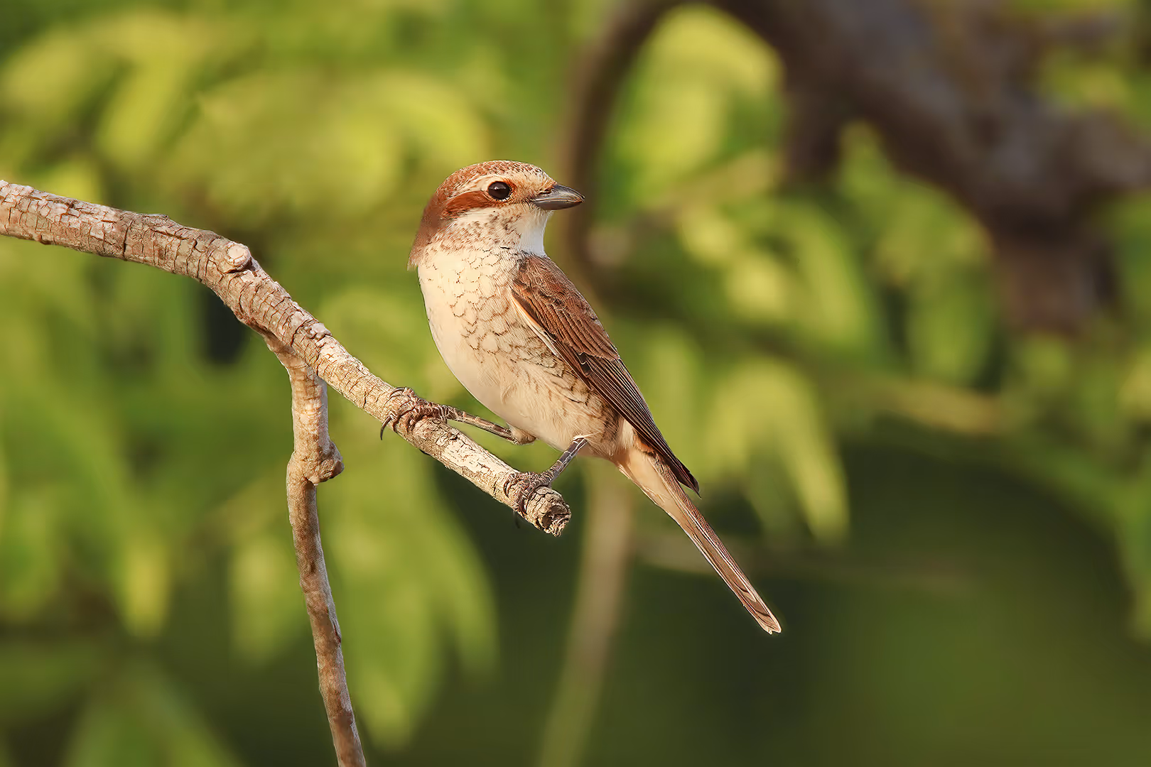 חנקן אדום גב על ענף