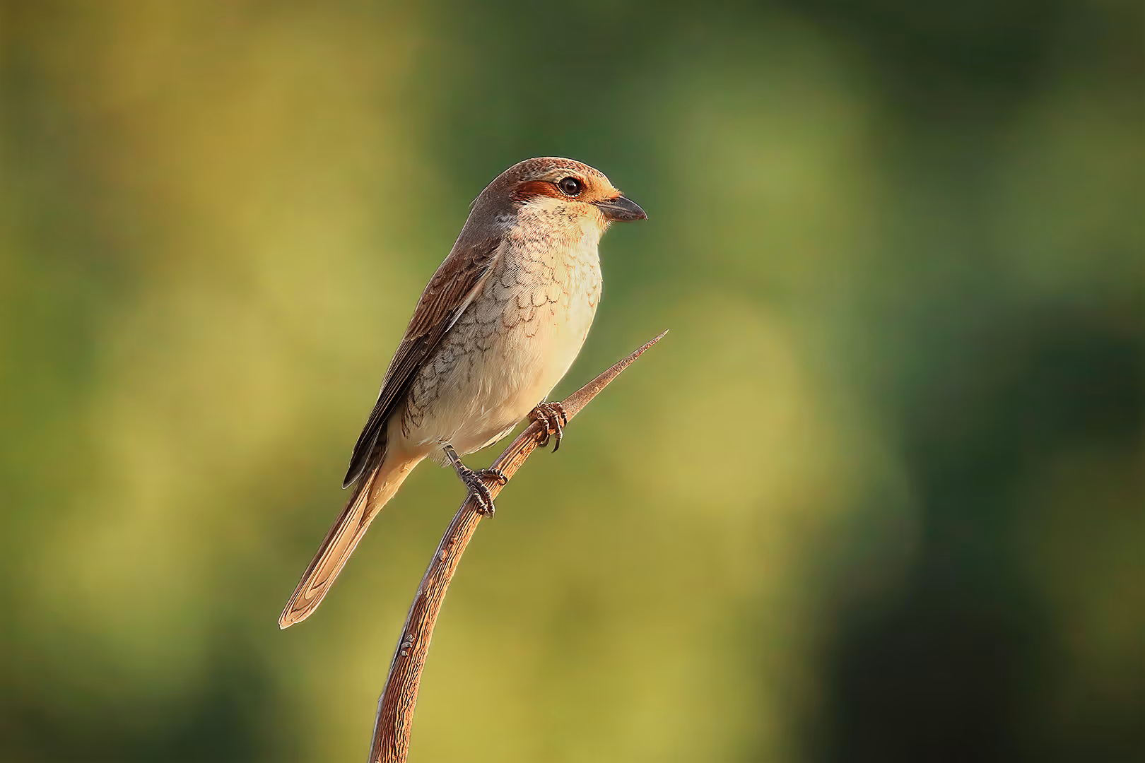 חנקן אדום גב על ענף