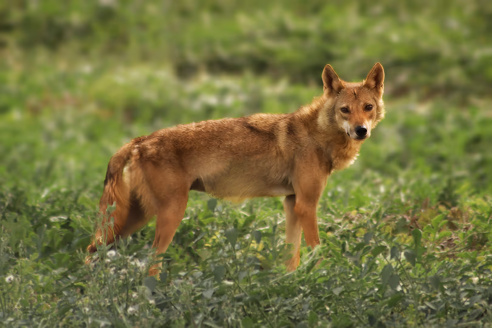 זאב ערבי בשדה
