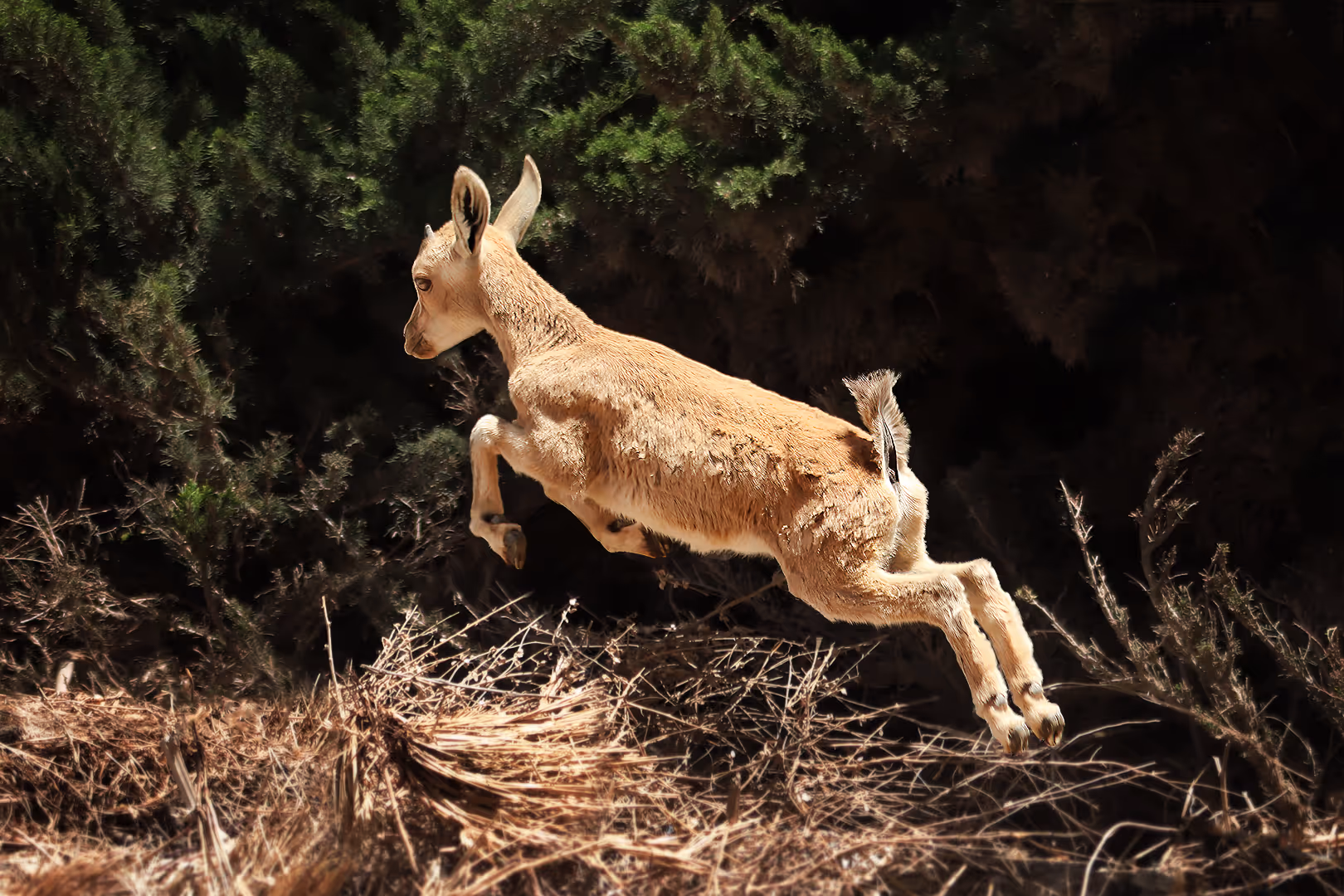יעל נובי צעיר בזינוק