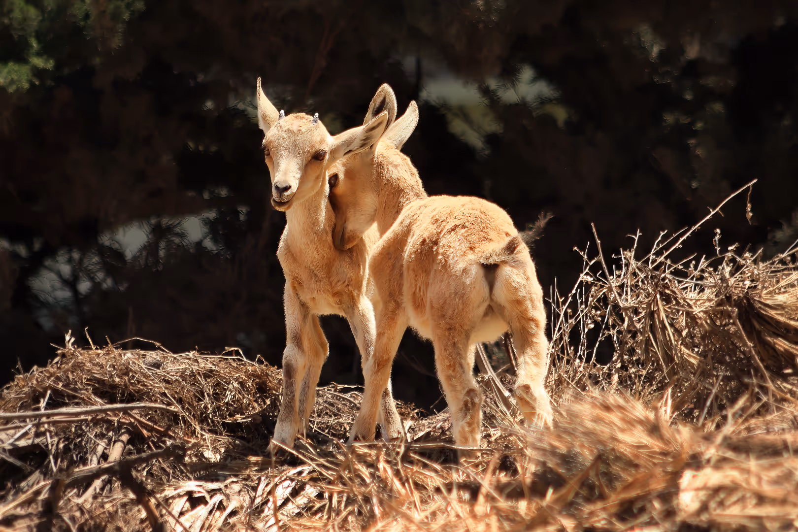 יעלים נוביים צעירים מתלטפים
